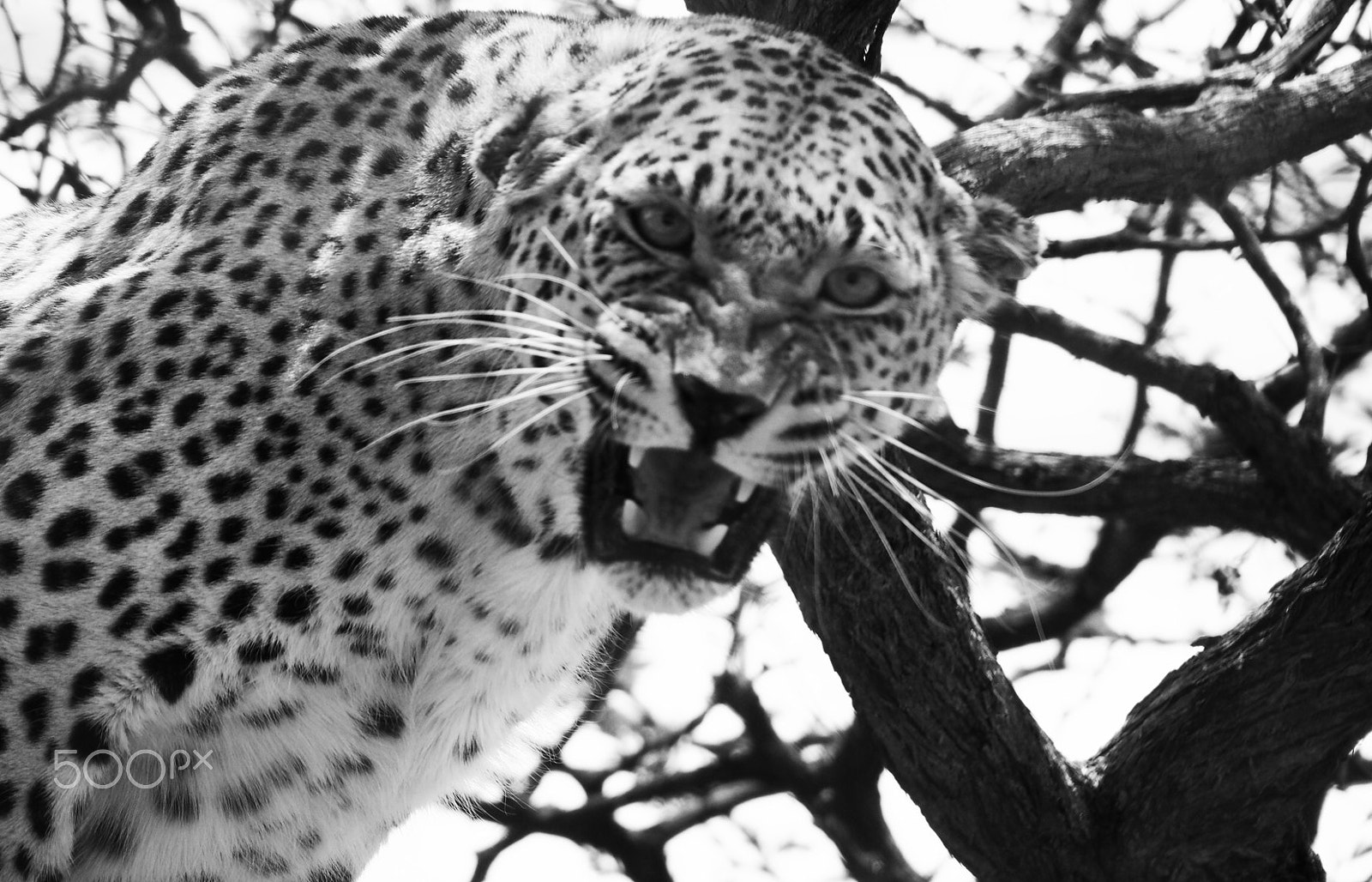 Olympus OM-D E-M5 + Olympus M.Zuiko Digital ED 14-150mm F4-5.6 sample photo. Growling leopard photography