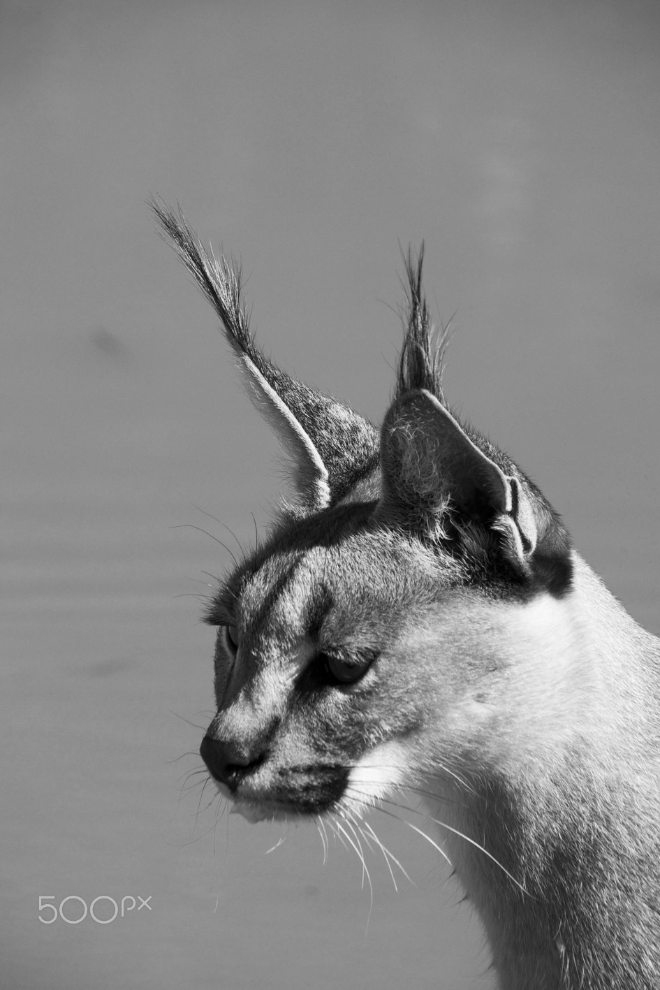 Olympus OM-D E-M5 sample photo. Caracal photography