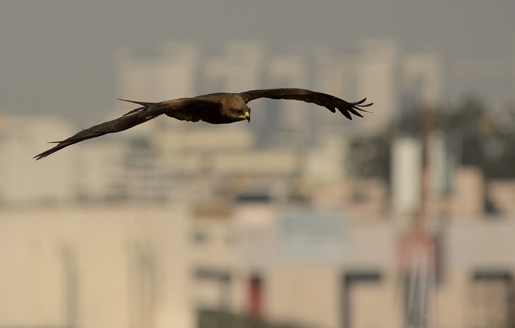Nikon D600 sample photo. Urban wildlife, india photography