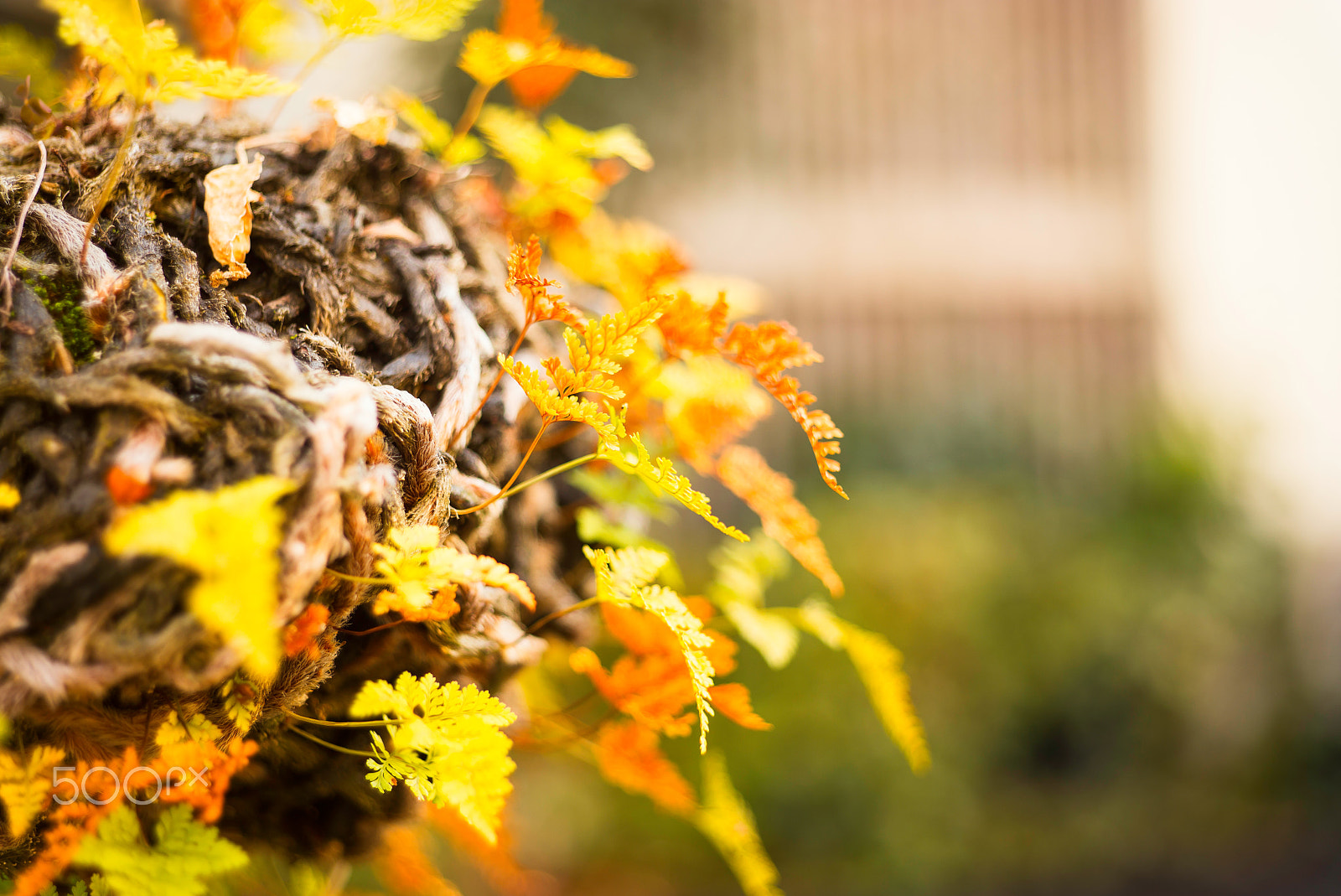 Noctilux-M 1:1/50 sample photo. Winter foliage photography