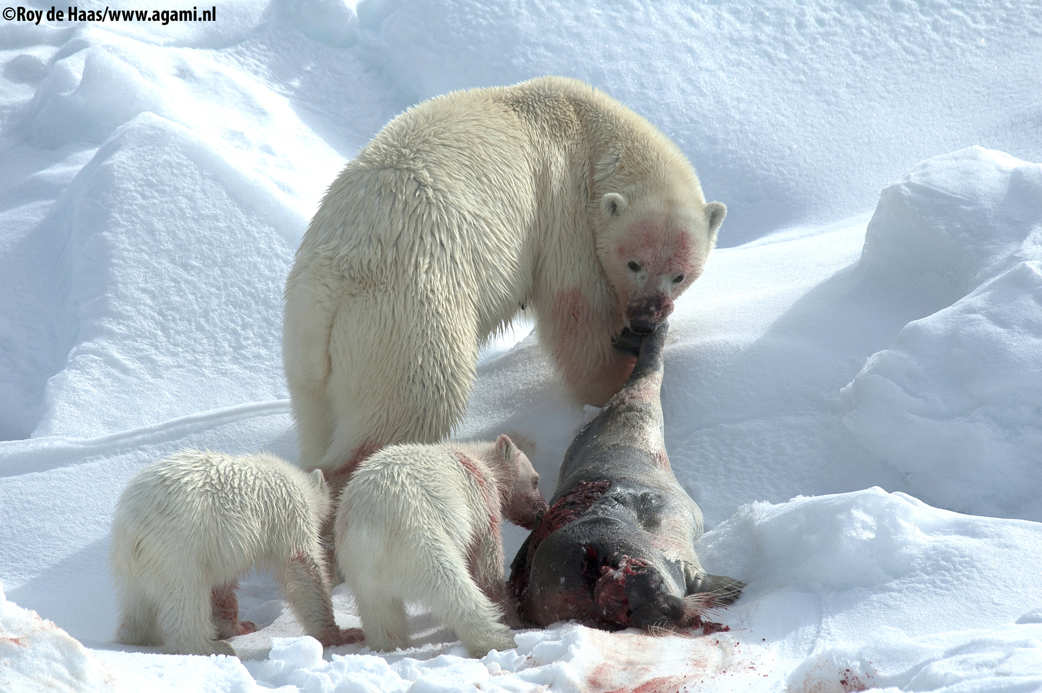 Nikon D70 sample photo. Polar bear with cub photography