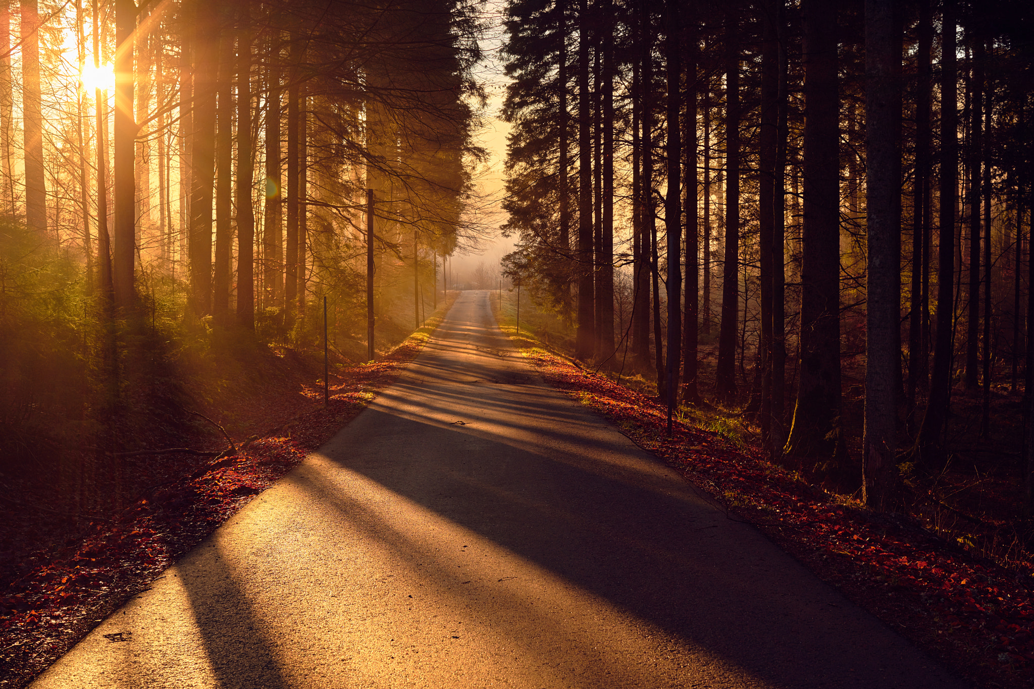 50mm F1.2 G SSM sample photo. Morning road in the mist photography