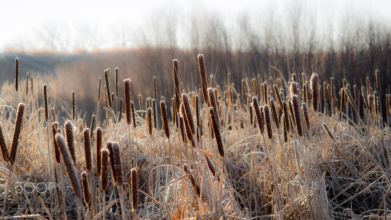 Panasonic Lumix DMC-GH3 sample photo. Morning splendor photography