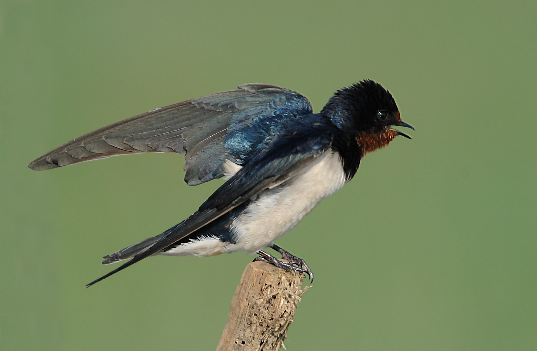 Nikon AF-S Nikkor 200-500mm F5.6E ED VR sample photo. Ready to fly photography