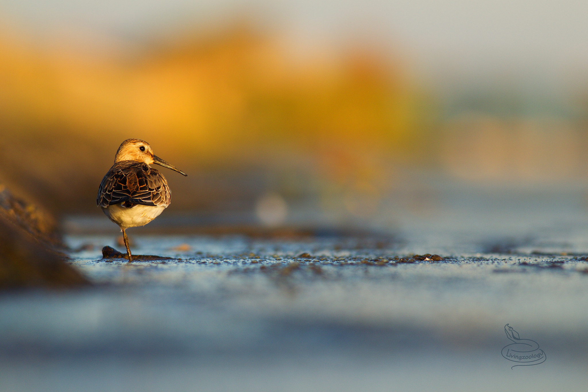 Canon EOS 550D (EOS Rebel T2i / EOS Kiss X4) + Canon EF 400mm F5.6L USM sample photo. Dunlin (calidris alpina) photography