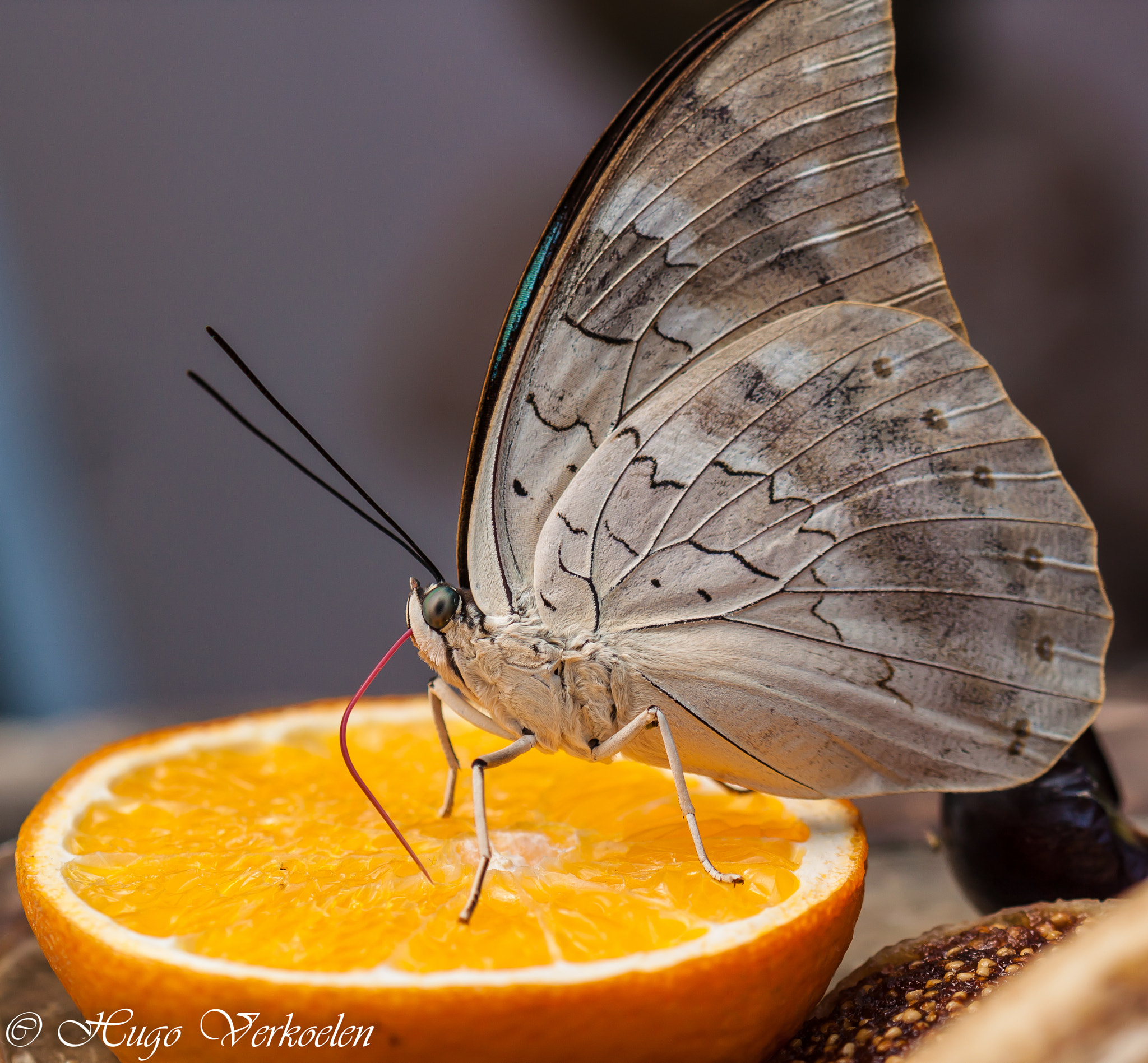 Sigma 105mm F2.8 EX DG OS HSM sample photo. Butterfly photography