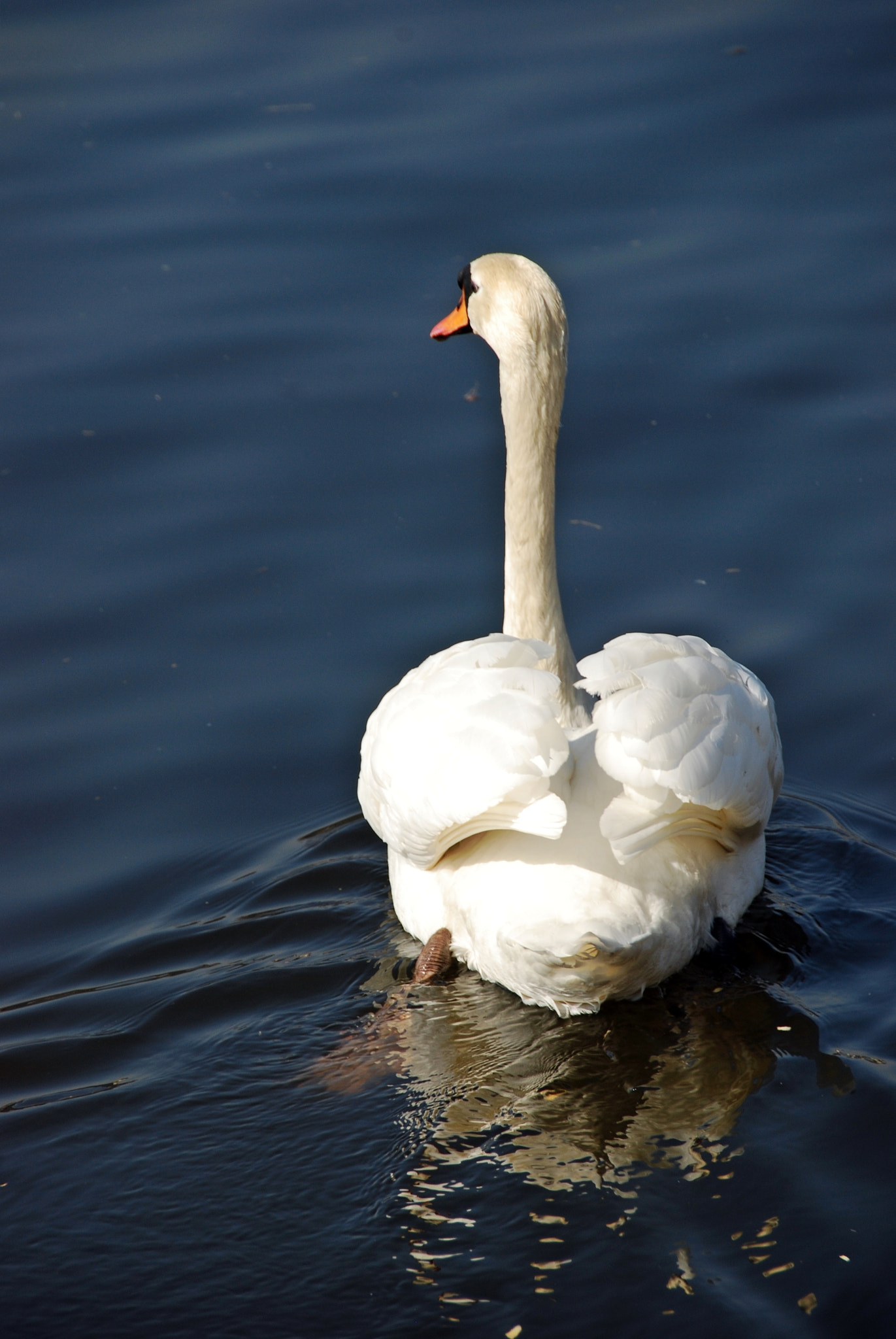 Sigma 18-200mm F3.5-6.3 II DC OS HSM sample photo. Proud swan photography