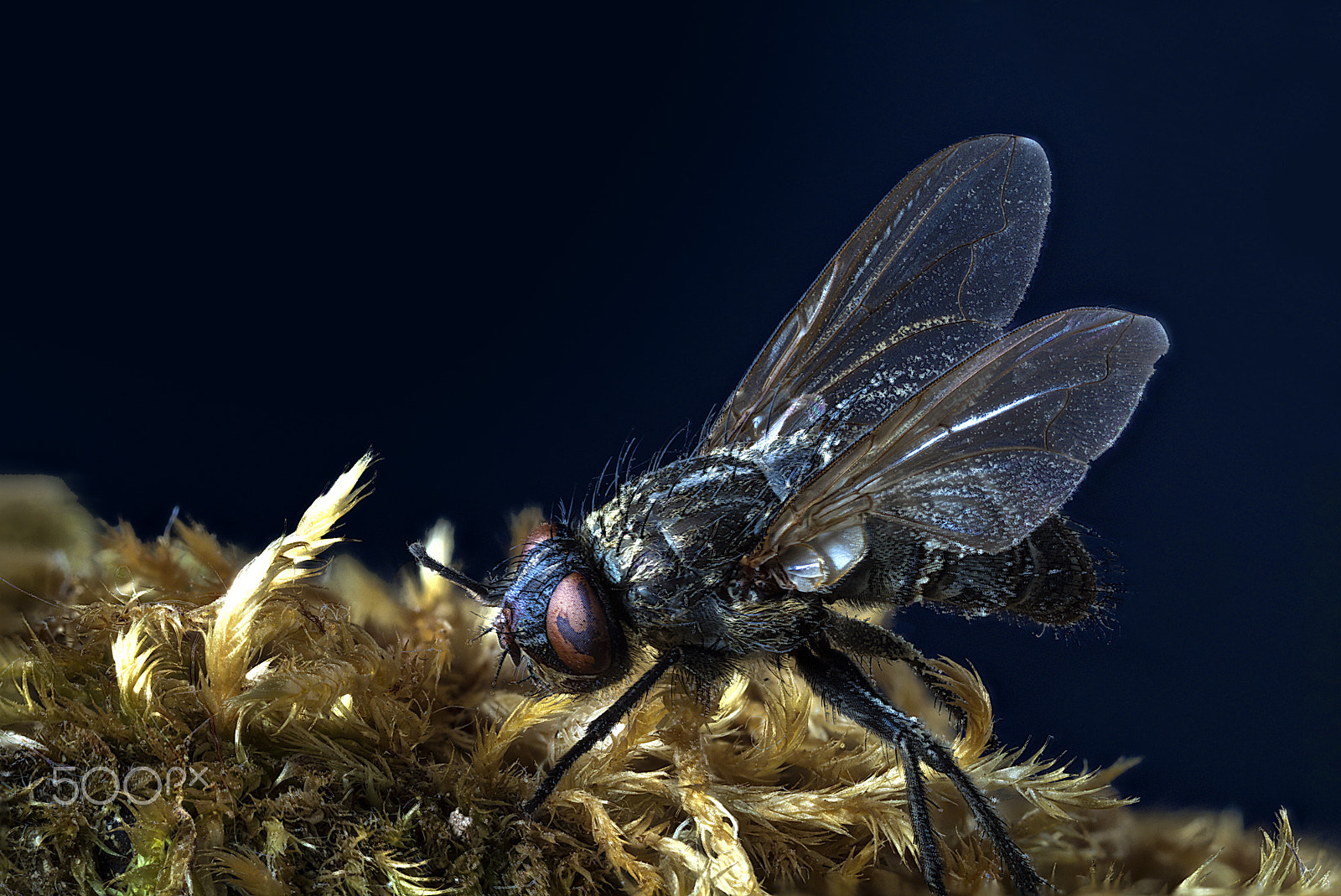 Canon MP-E 65mm F2.5 1-5x Macro Photo sample photo. Mouche photography