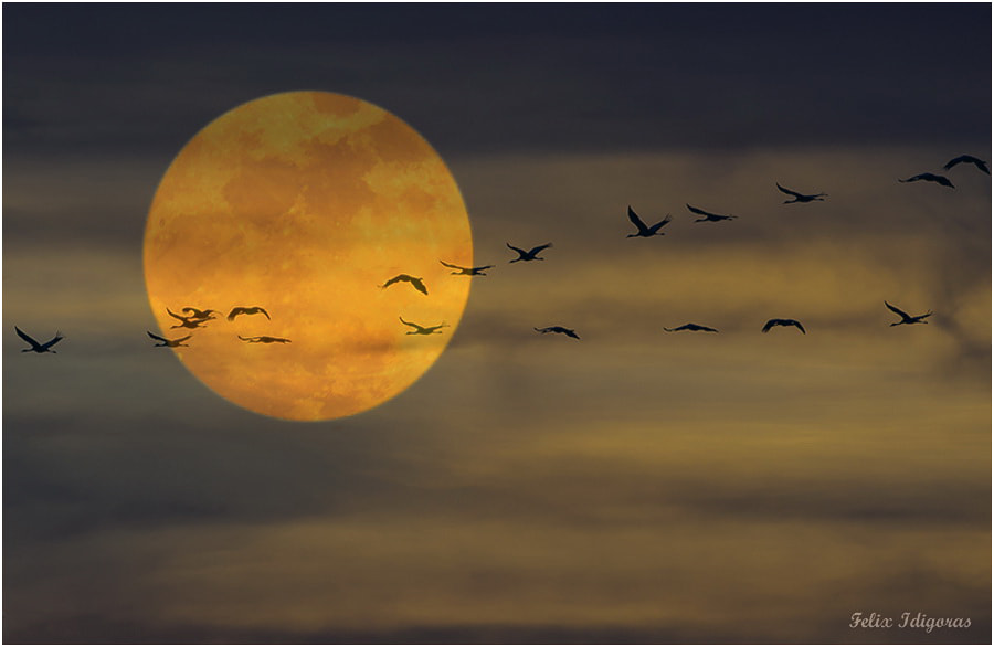 Canon EOS 5DS R + Canon EF 500mm F4L IS USM sample photo. Grullas () photography