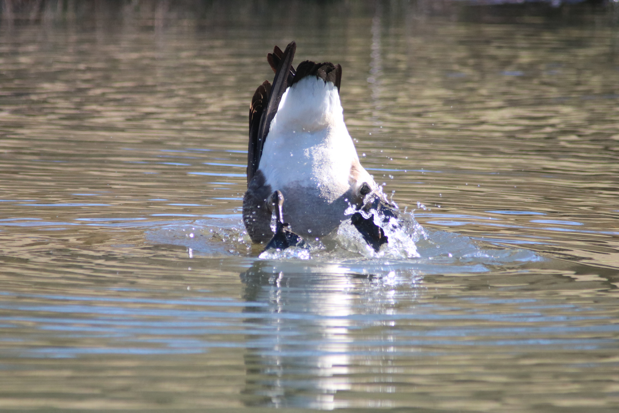 Canon EOS 760D (EOS Rebel T6s / EOS 8000D) sample photo. Upside down having fun photography