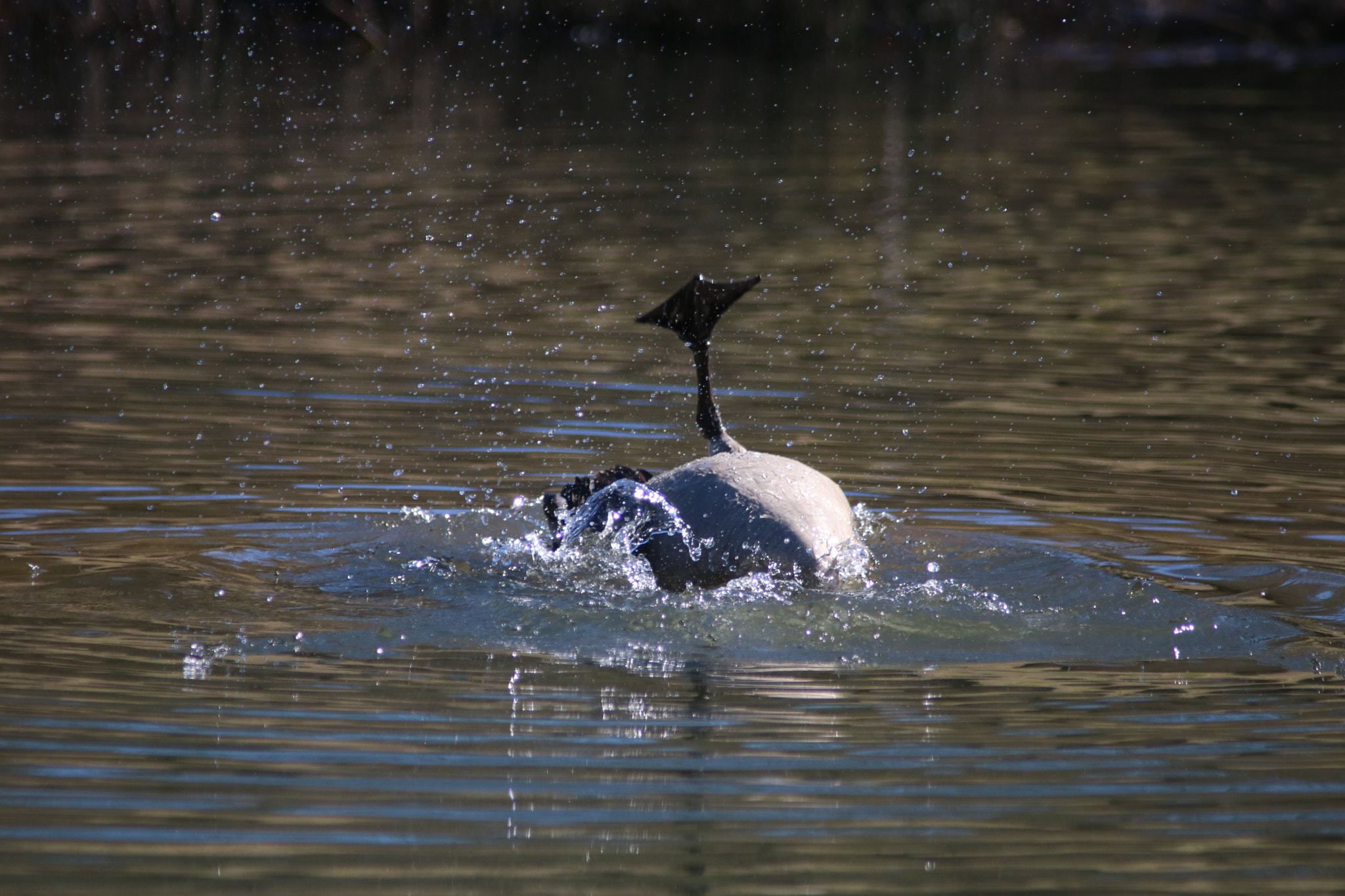 Canon EOS 760D (EOS Rebel T6s / EOS 8000D) sample photo. Goose bathing photography