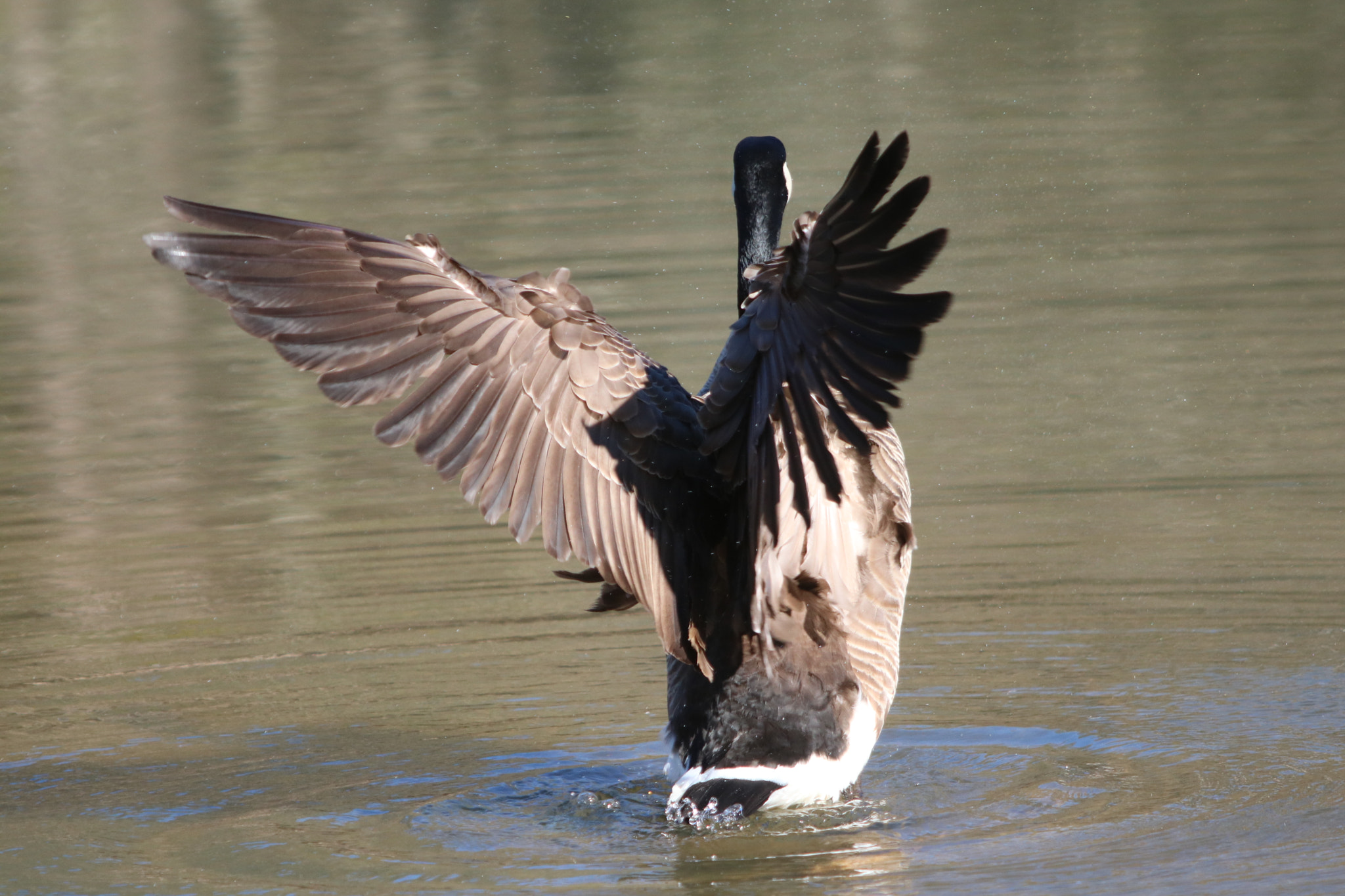 Canon EOS 760D (EOS Rebel T6s / EOS 8000D) sample photo. Goose bathing photography