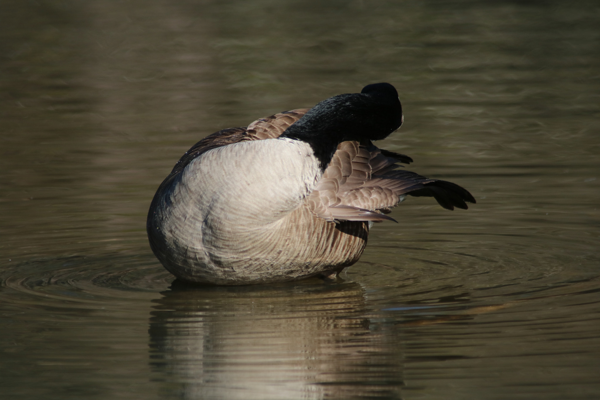 Canon EOS 760D (EOS Rebel T6s / EOS 8000D) sample photo. Goose bathing photography