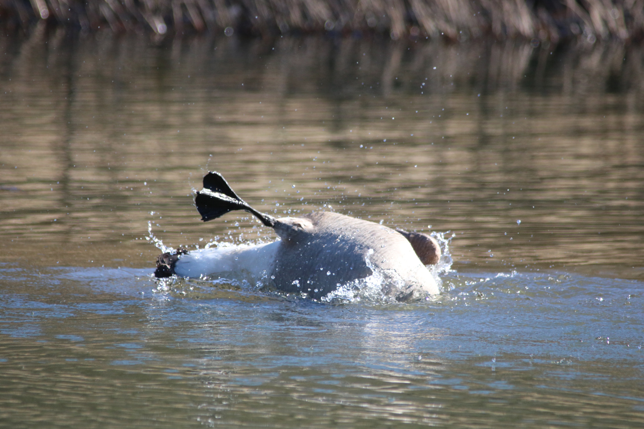 Canon EOS 760D (EOS Rebel T6s / EOS 8000D) sample photo. Goose bathing photography