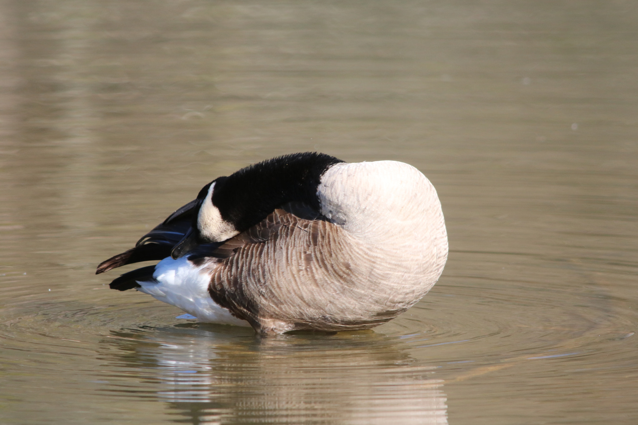 Canon EOS 760D (EOS Rebel T6s / EOS 8000D) sample photo. Goose bathing photography