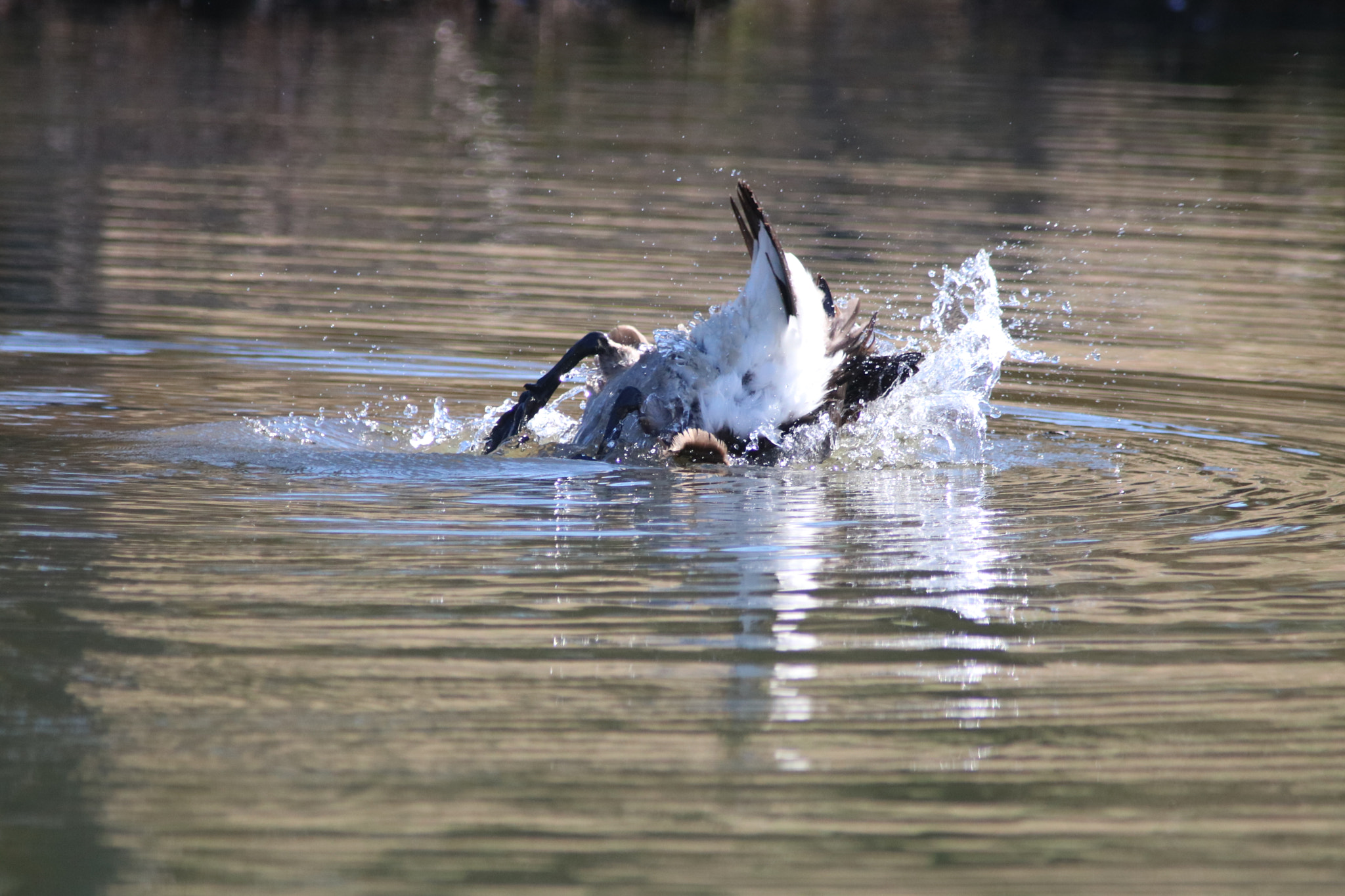 Canon EOS 760D (EOS Rebel T6s / EOS 8000D) sample photo. Goose bathing photography