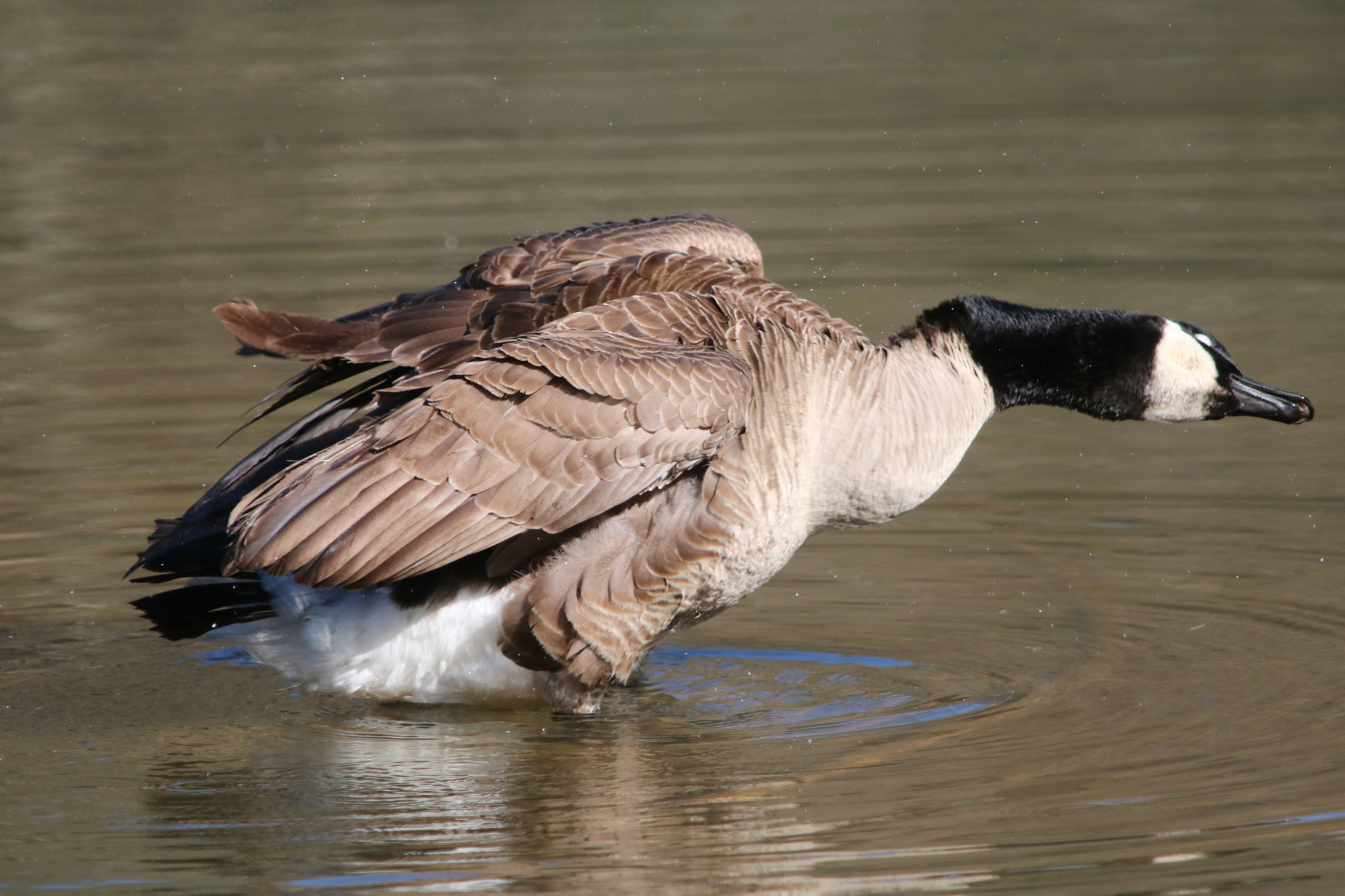 Canon EOS 760D (EOS Rebel T6s / EOS 8000D) sample photo. Goose bathing photography
