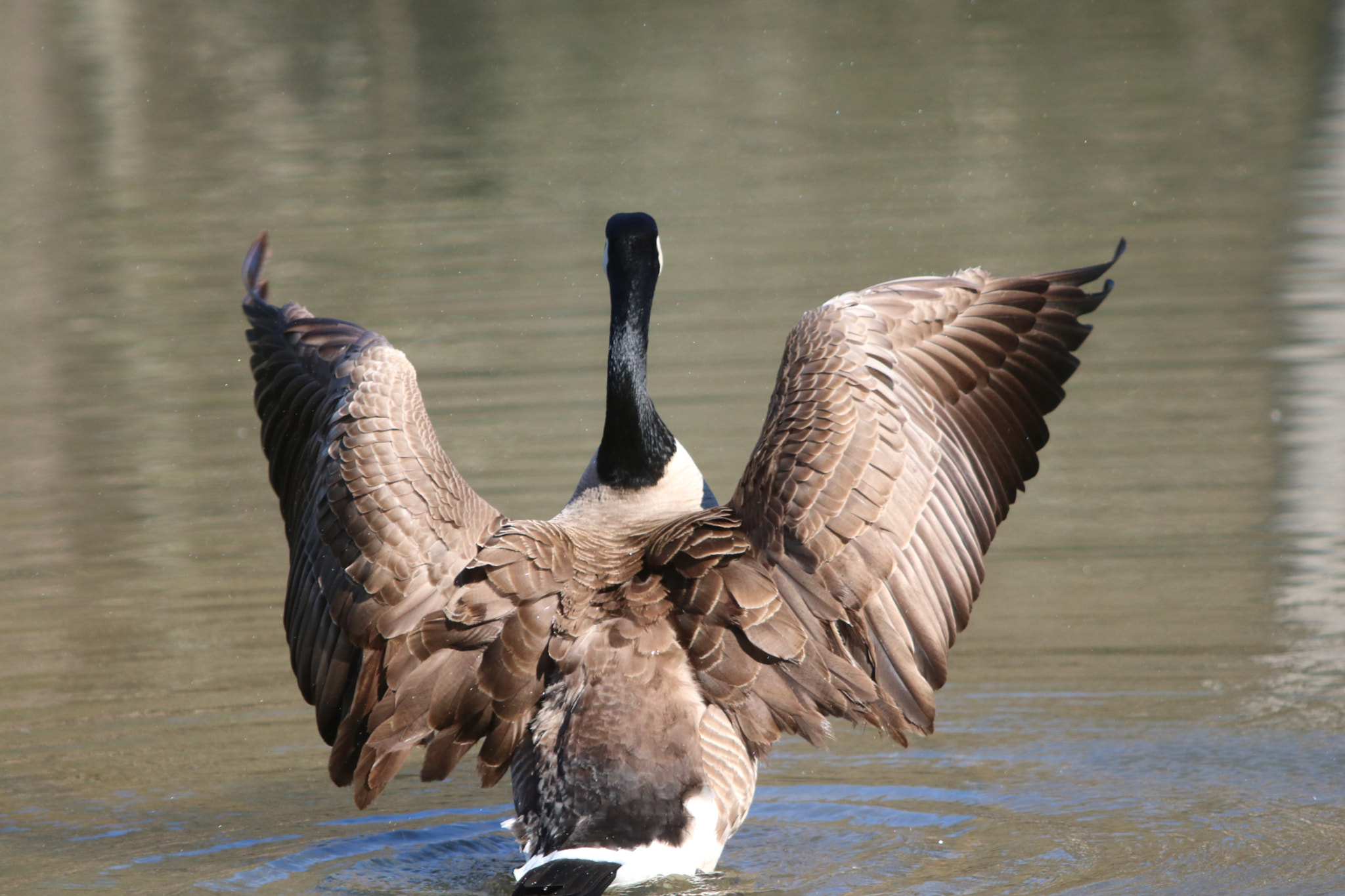 Canon EOS 760D (EOS Rebel T6s / EOS 8000D) sample photo. Goose bathing photography