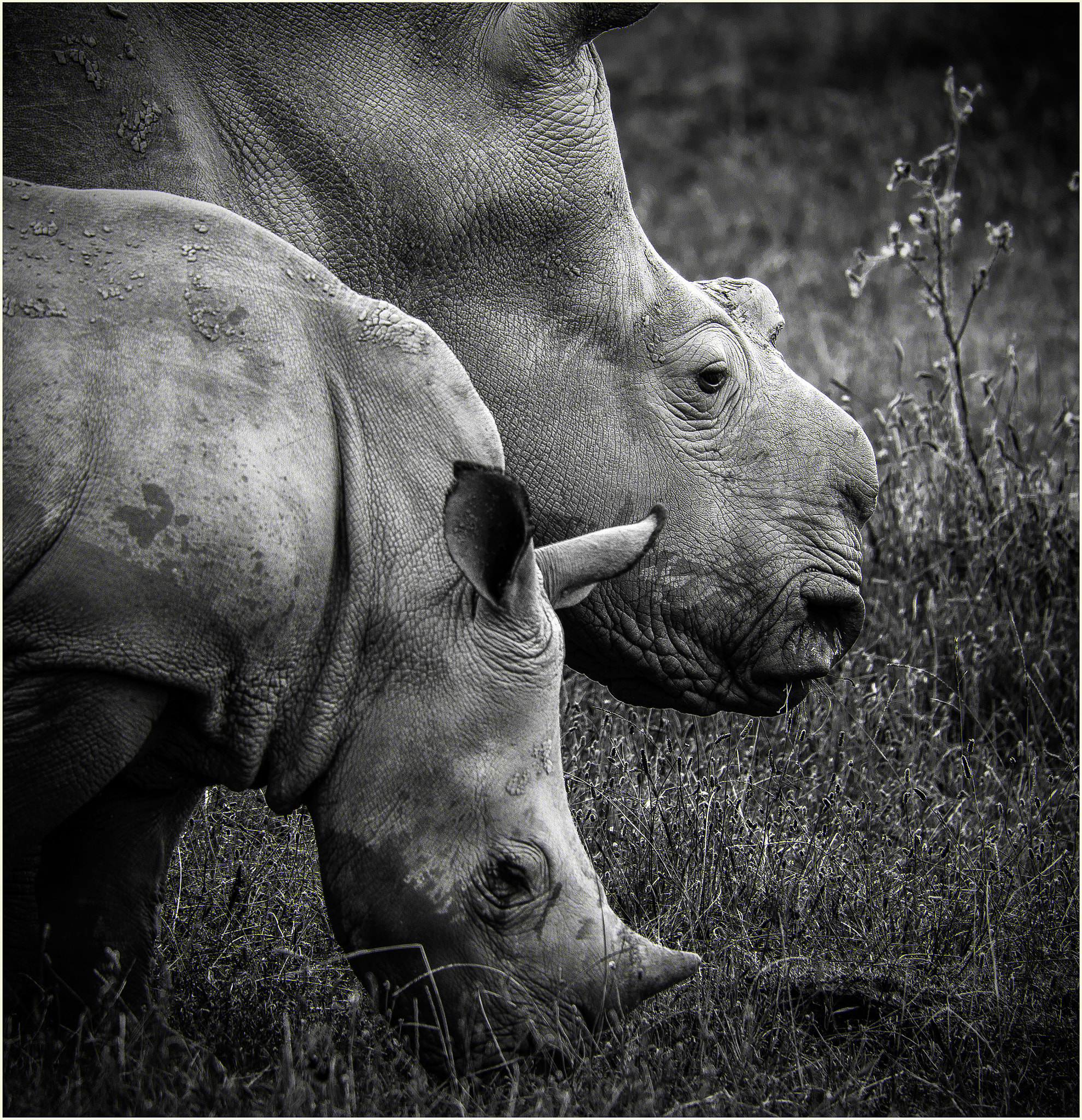 Nikon D800E + Tamron SP 150-600mm F5-6.3 Di VC USD sample photo. Rhino family photography