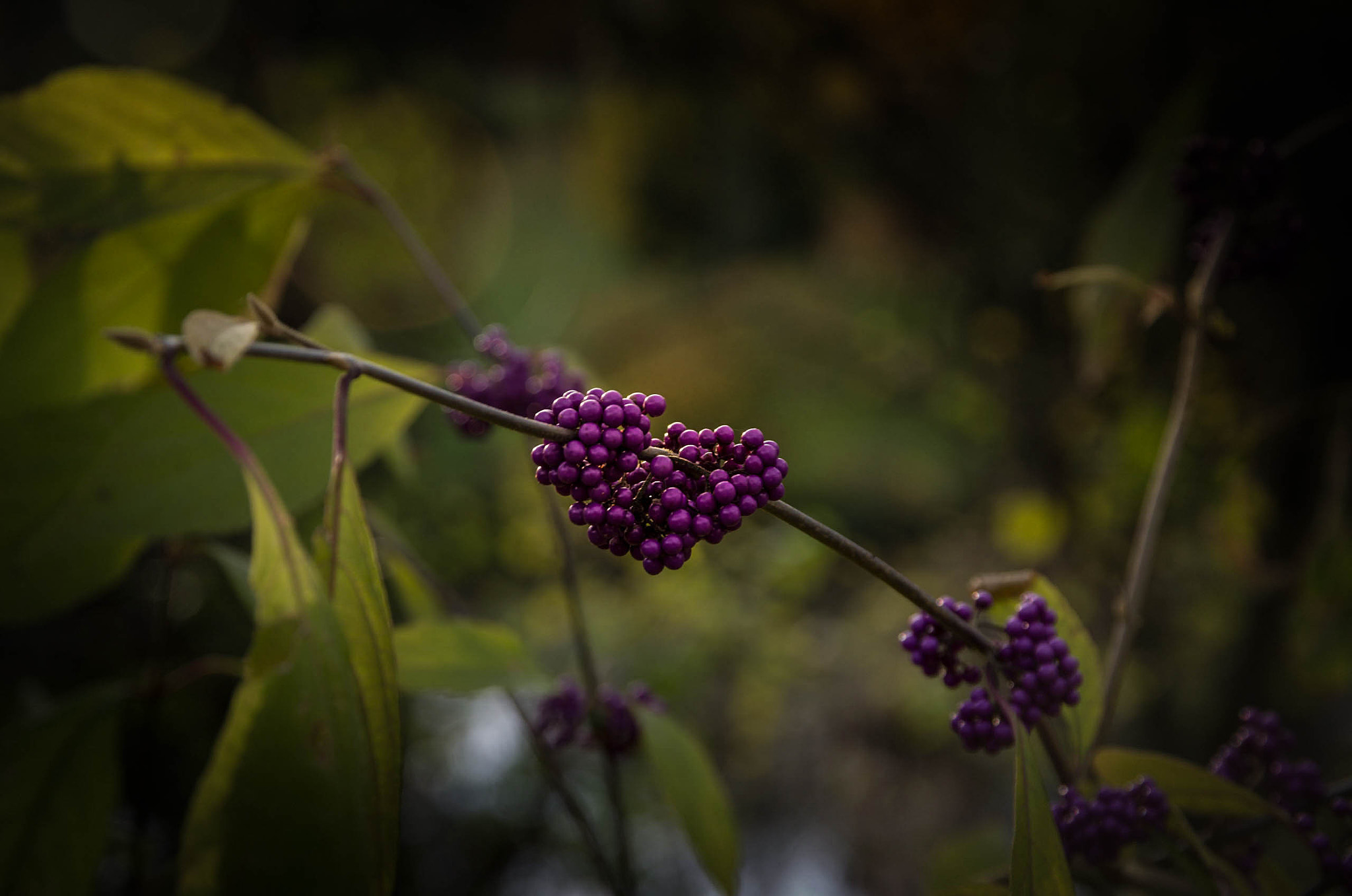 Pentax K-5 sample photo. Fleurs photography