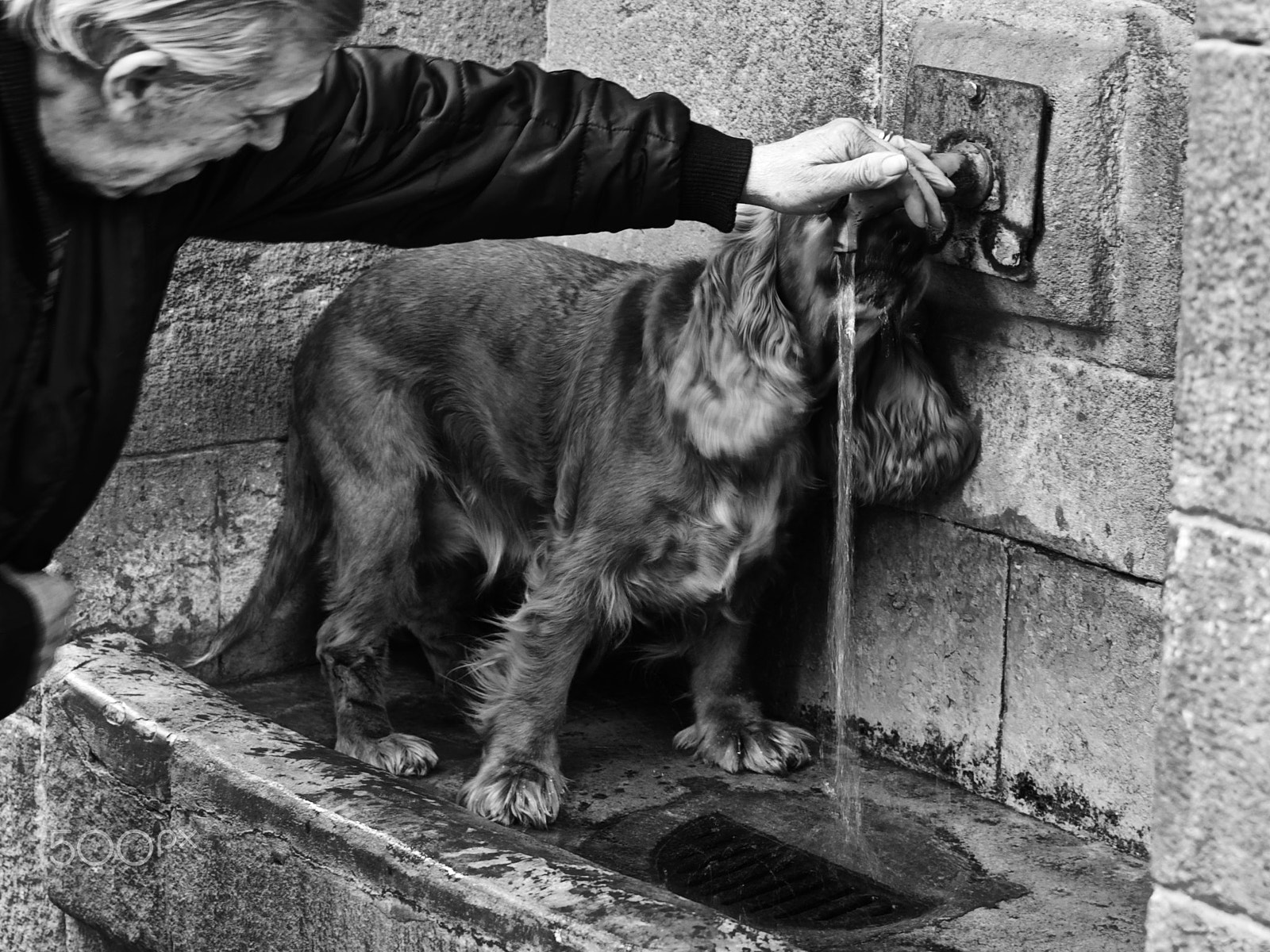 HD Pentax DA 35mm F2.8 Macro Limited sample photo. A dog with an old man photography