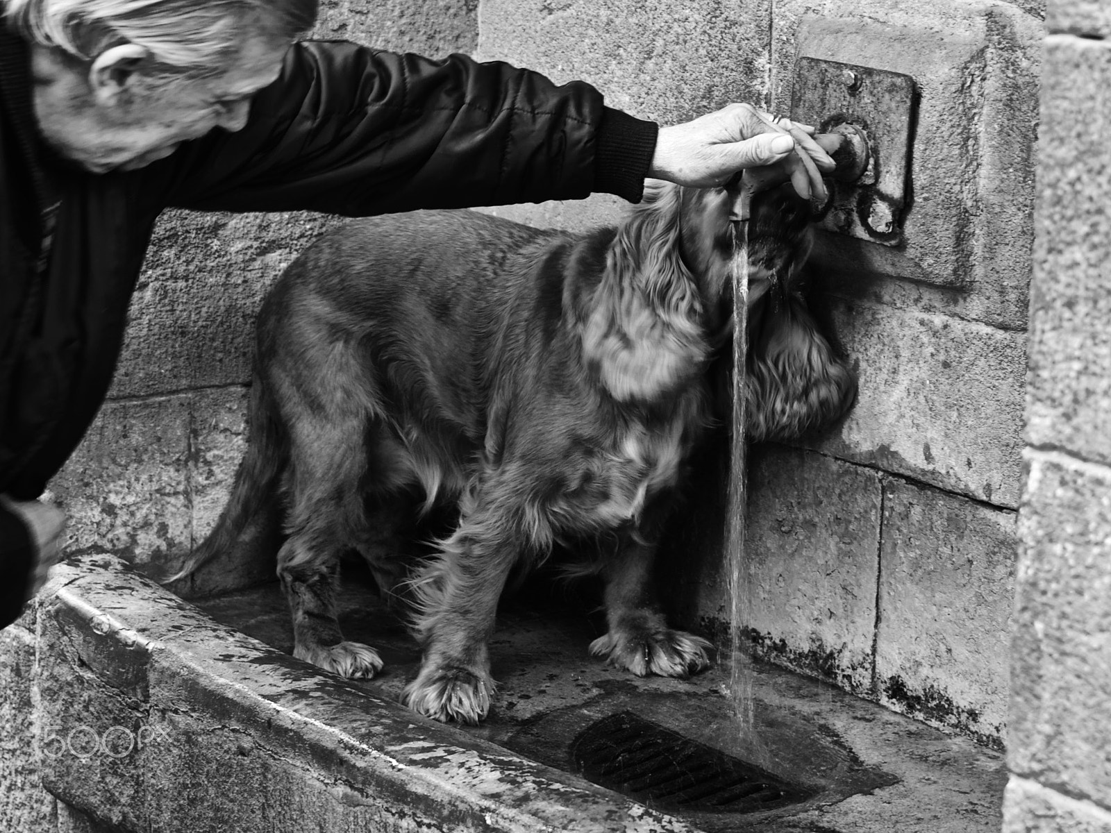 Pentax K-5 IIs + HD Pentax DA 35mm F2.8 Macro Limited sample photo. A dog with an old man photography