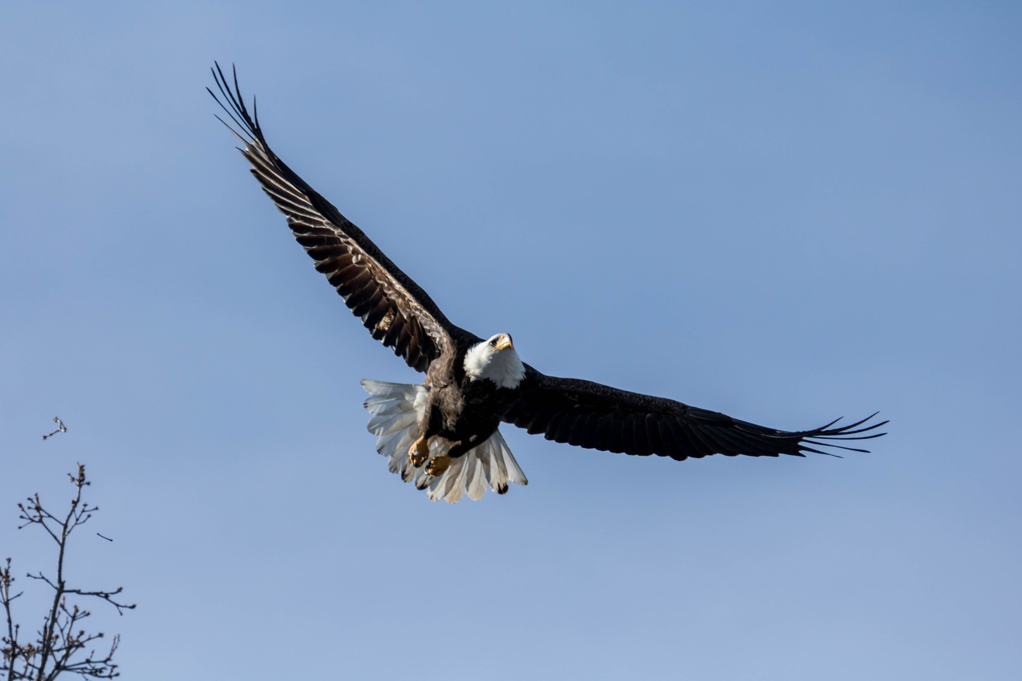 Canon EF 100-400mm F4.5-5.6L IS USM sample photo. Majestic photography