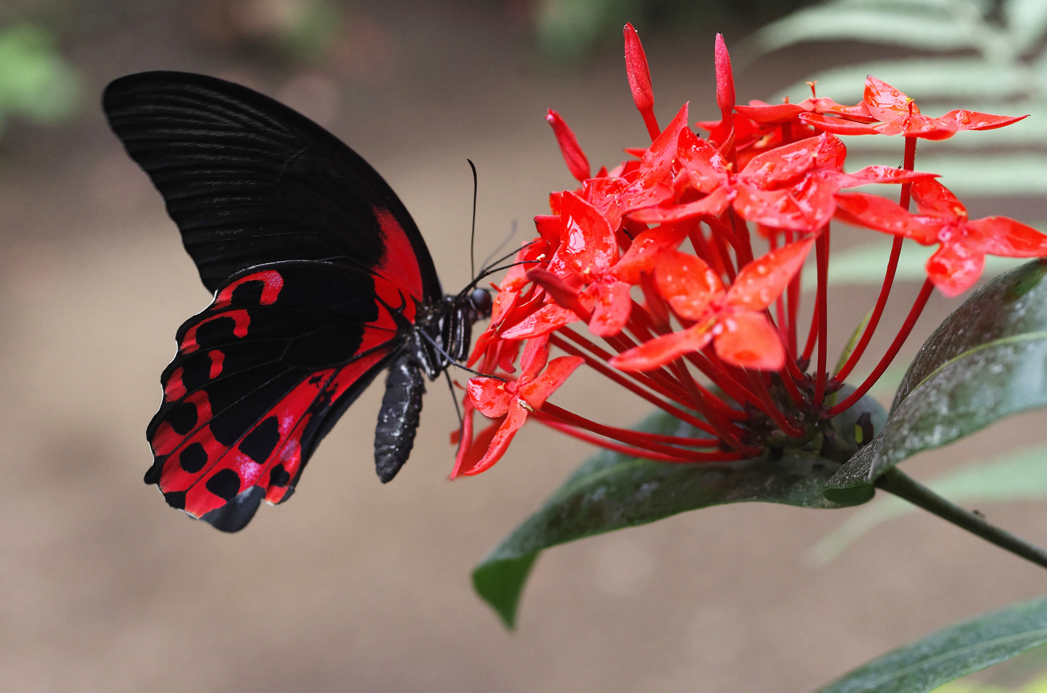 Pentax K-5 + Pentax smc D-FA 50mm F2.8 Macro sample photo. Papillon photography