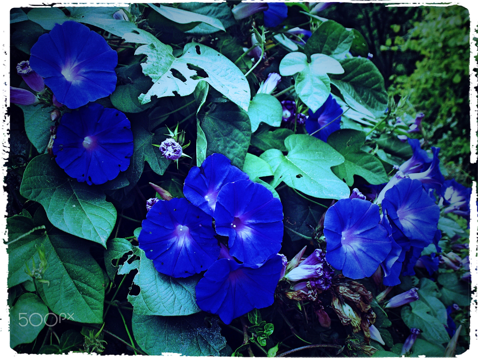 Olympus u760,S760 sample photo. Sintra 2015 photography