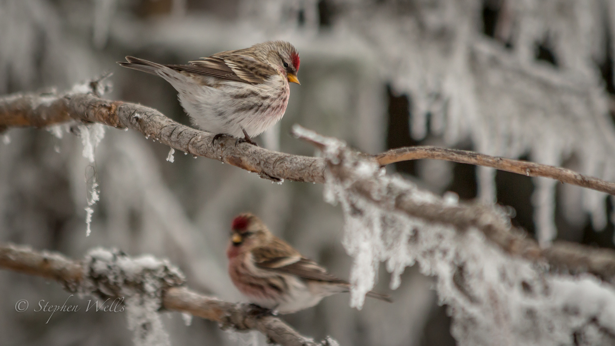 Canon EOS 650D (EOS Rebel T4i / EOS Kiss X6i) sample photo. Little birds photography