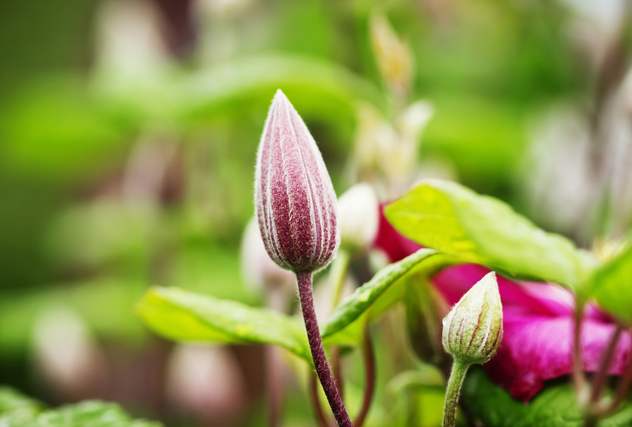 Canon EF 100mm F2.8 Macro USM sample photo. Unopened bud clematis photography