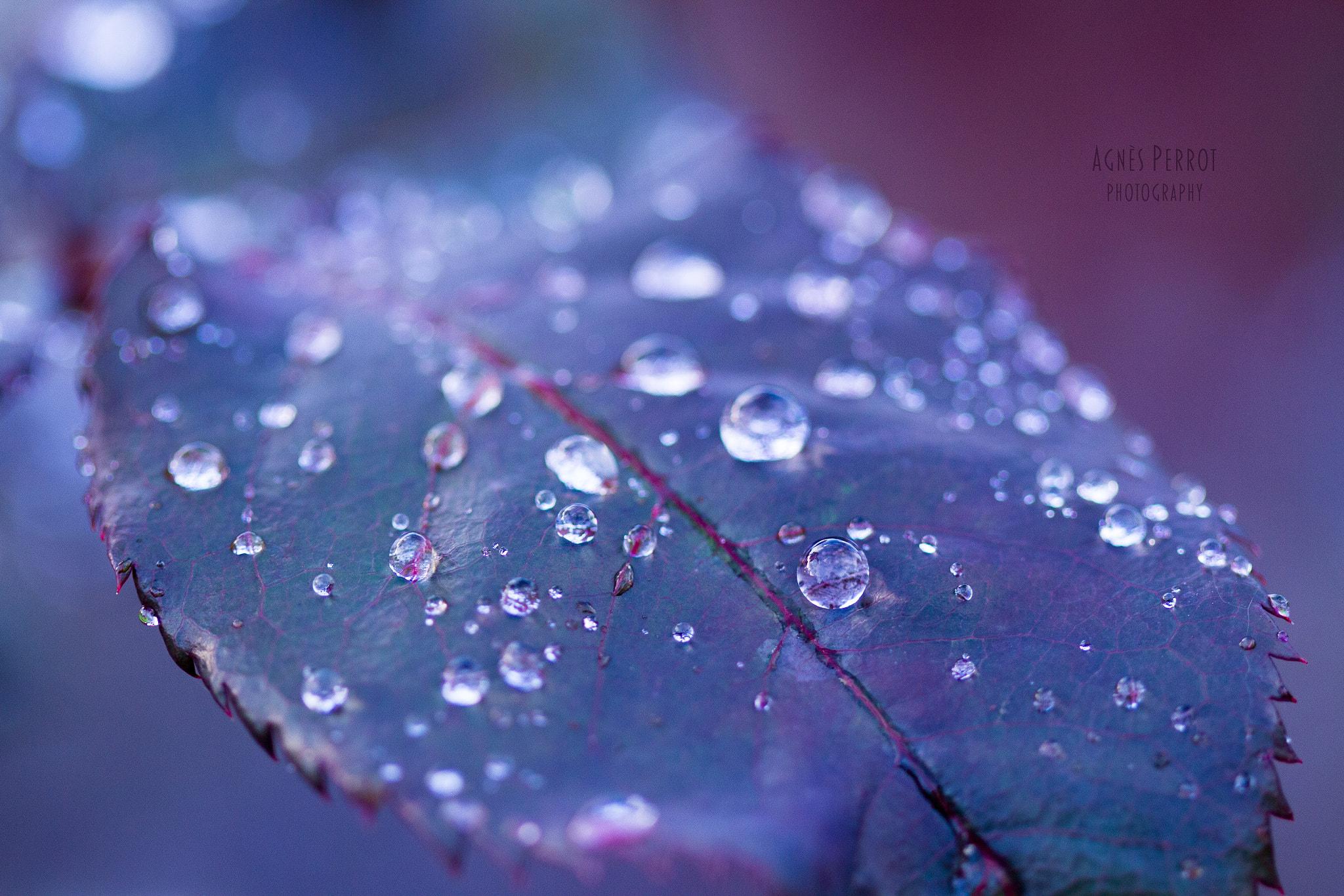 Canon EOS 7D + Canon EF 100mm F2.8 Macro USM sample photo. Raining day photography