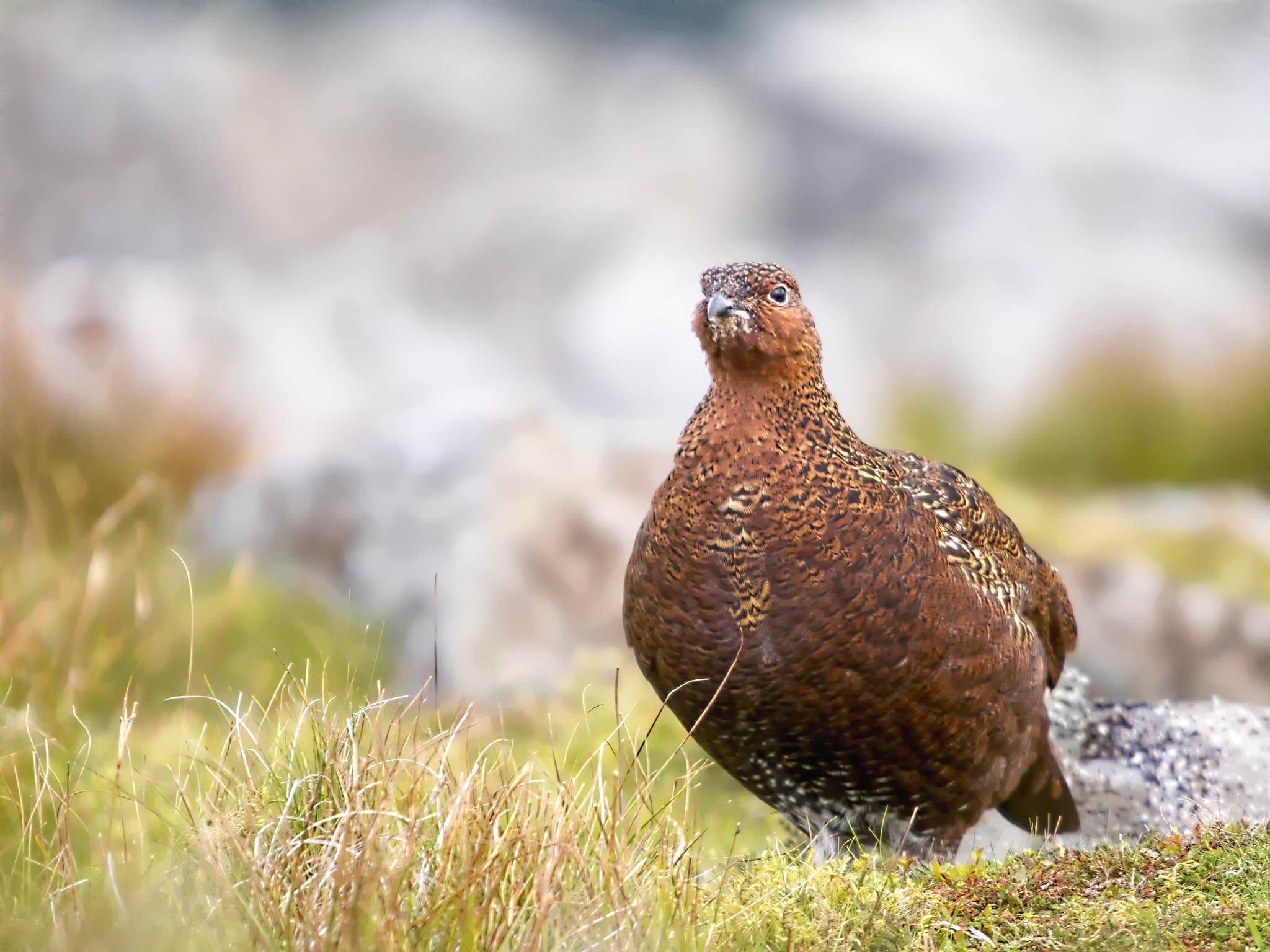 Olympus OM-D E-M5 + SIGMA 50-500mm F4-6.3 DG HSM sample photo. Red grouse iii photography