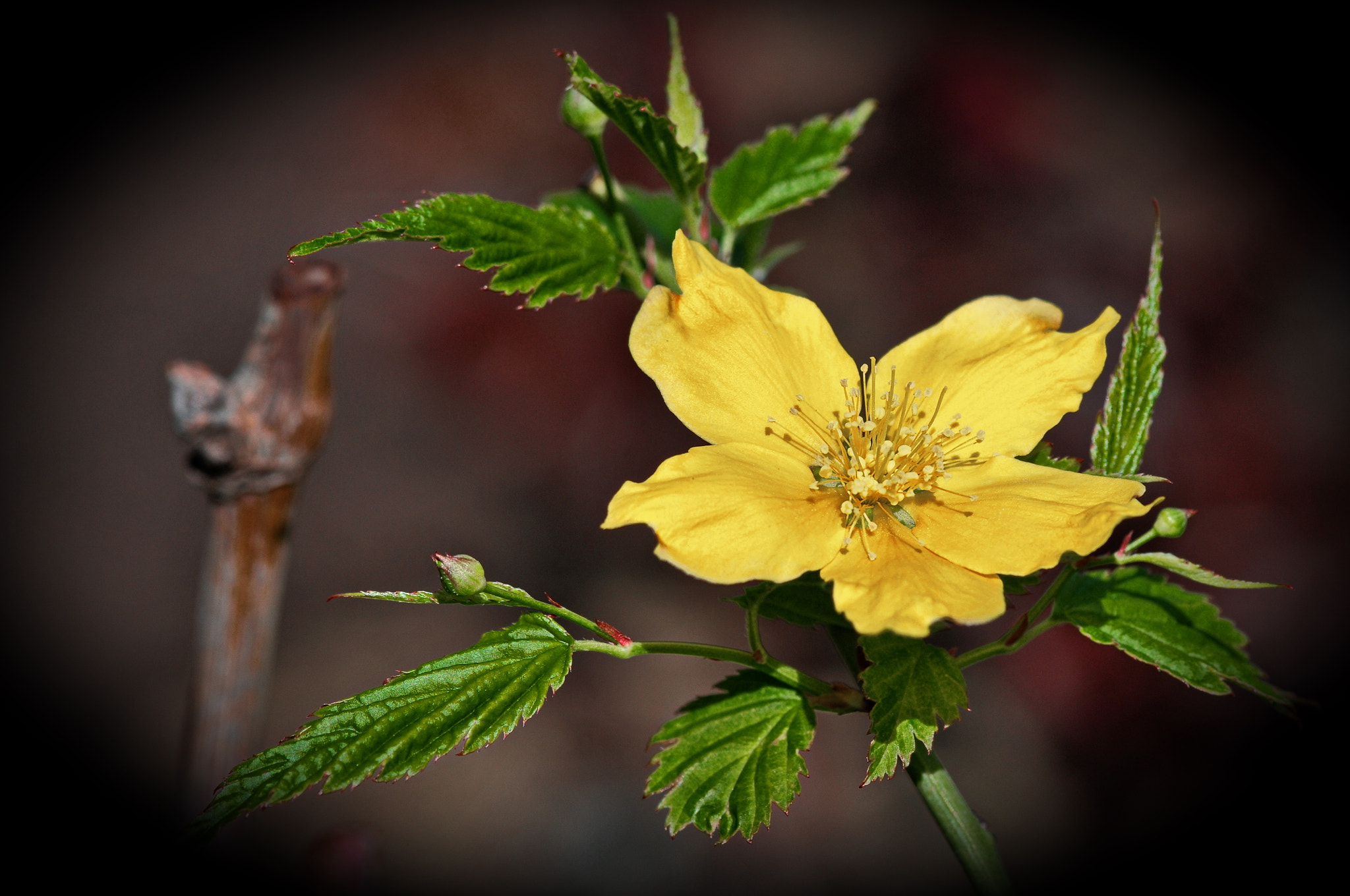 Nikon D300 + AF Micro-Nikkor 105mm f/2.8 sample photo. Цветочек photography