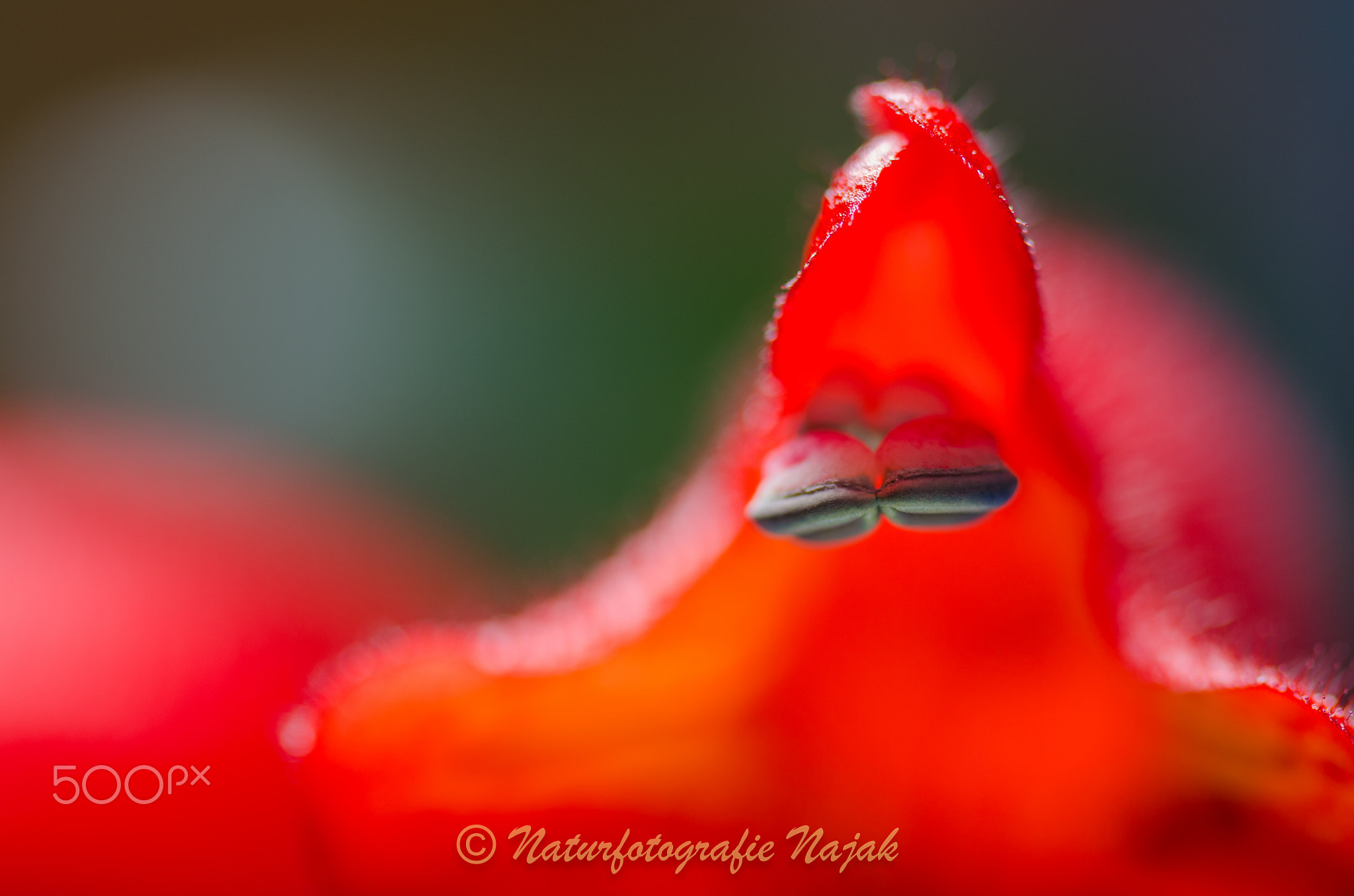 Aeschynanthus