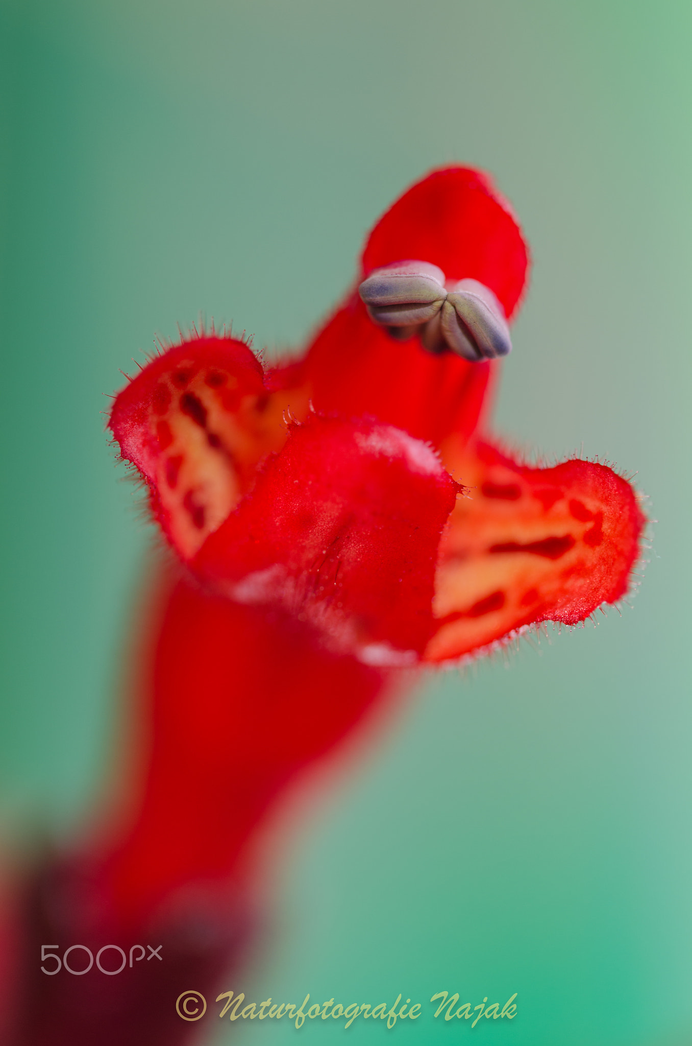 Aeschynanthus