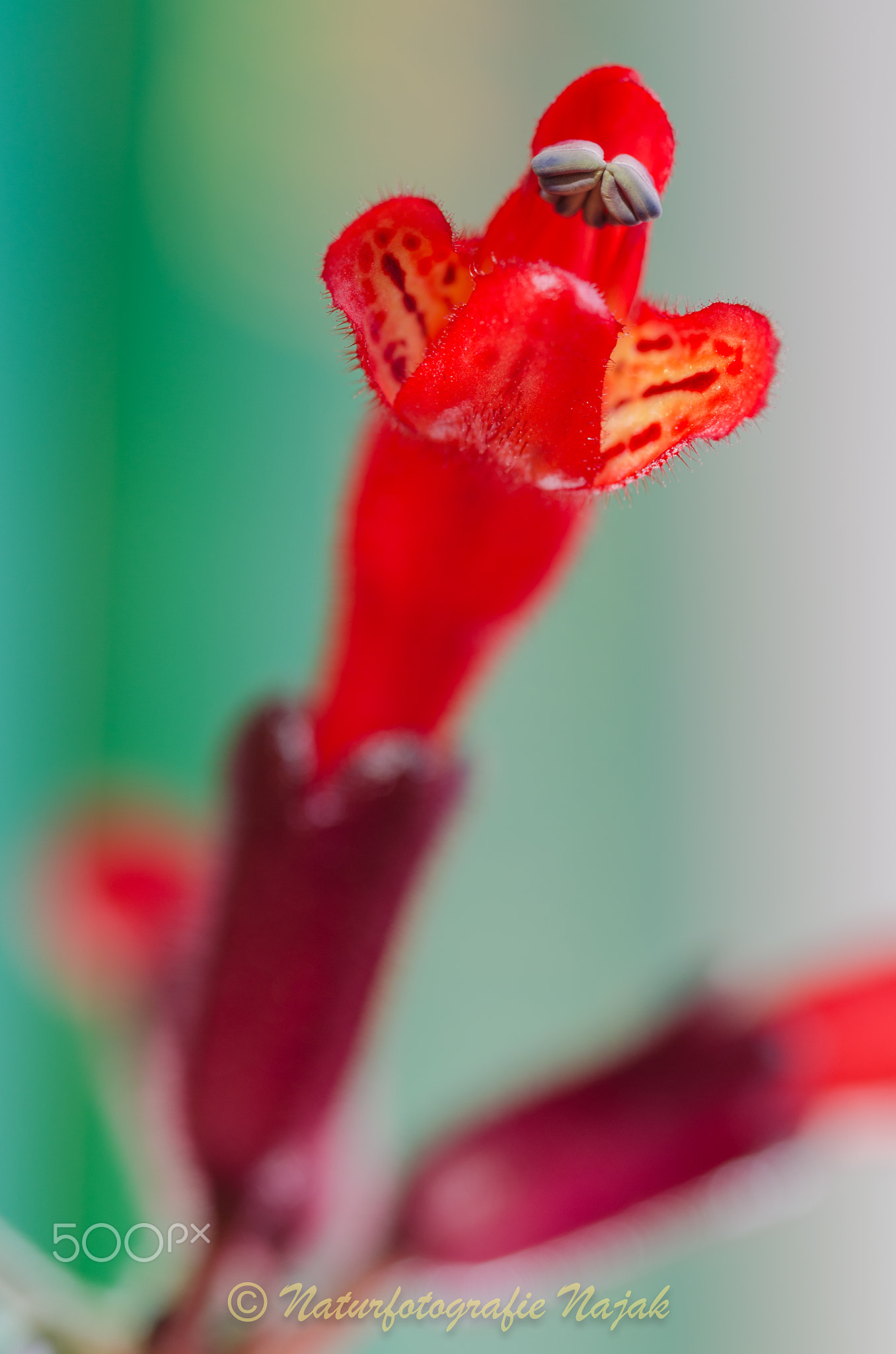 Aeschynanthus