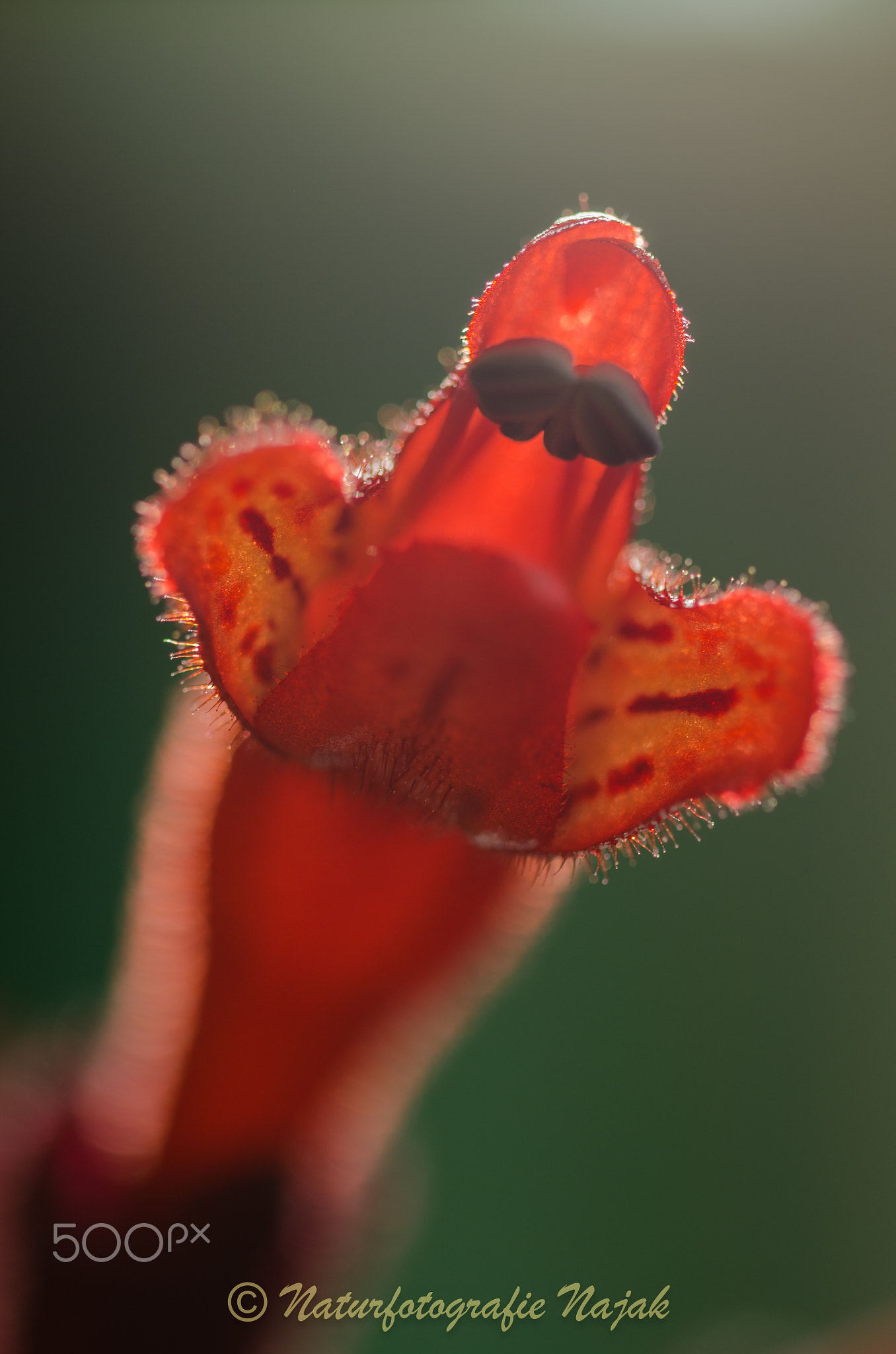 Aeschynanthus