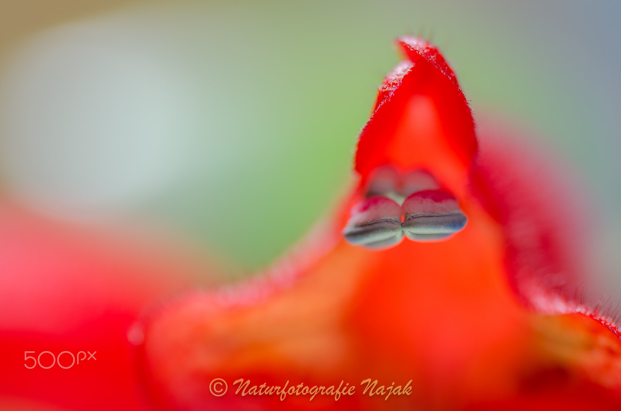 Aeschynanthus