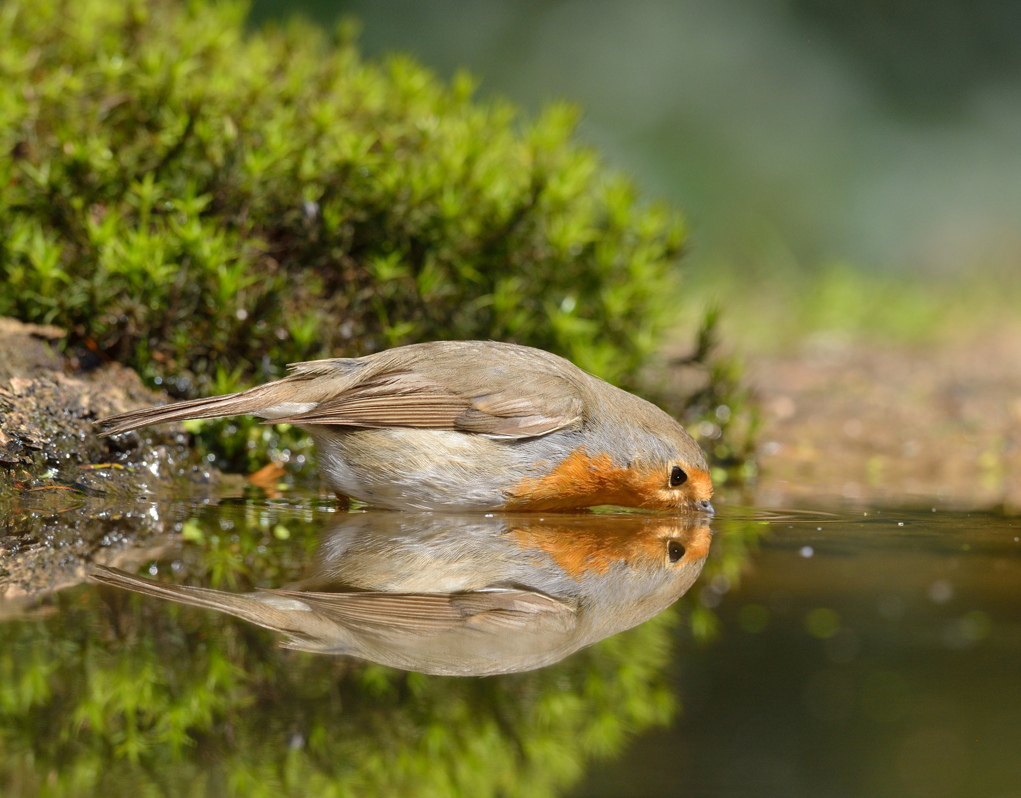Nikon AF-S Nikkor 400mm F2.8D ED-IF II sample photo. Mirror, mirror.... photography