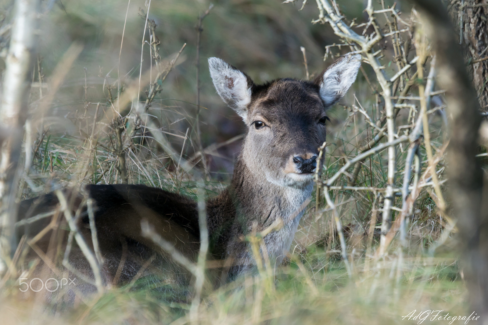 Sony ILCA-77M2 sample photo. Relax deer photography