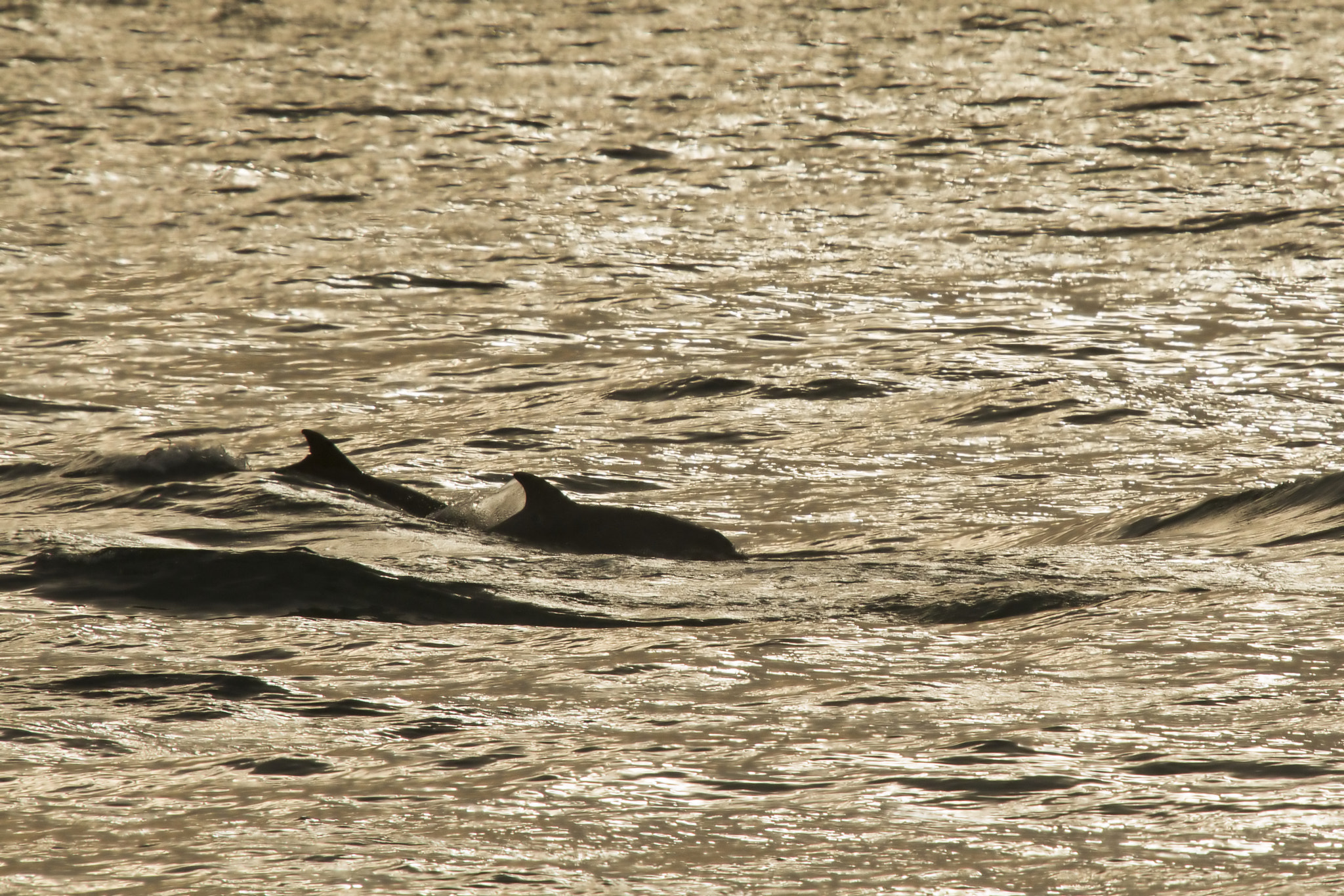 Sigma 50-500mm f/4-6.3 APO HSM EX sample photo. ..blessed... photography