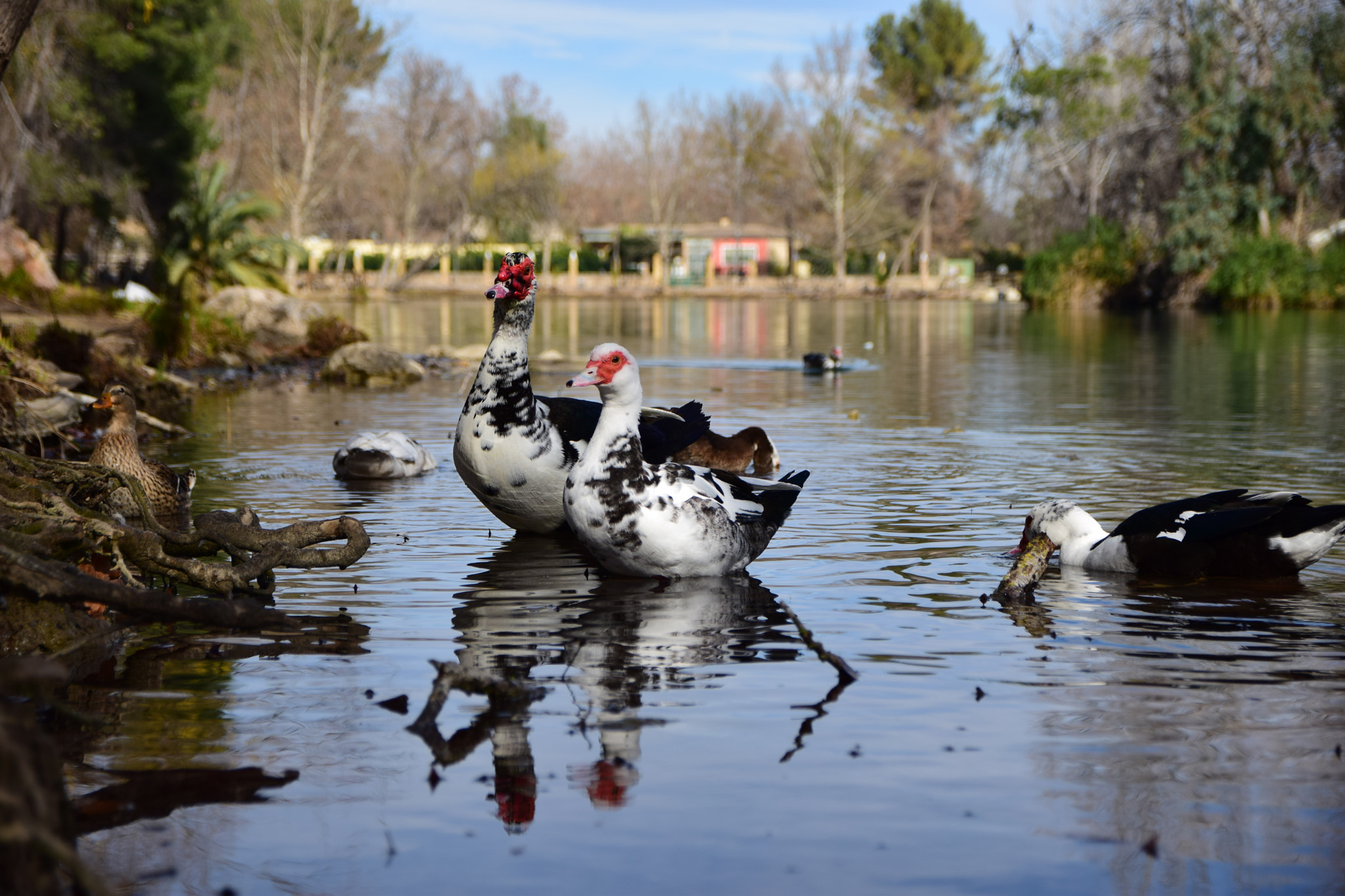 Sigma 17-70mm F2.8-4 DC Macro OS HSM | C sample photo. Patos en el lago photography