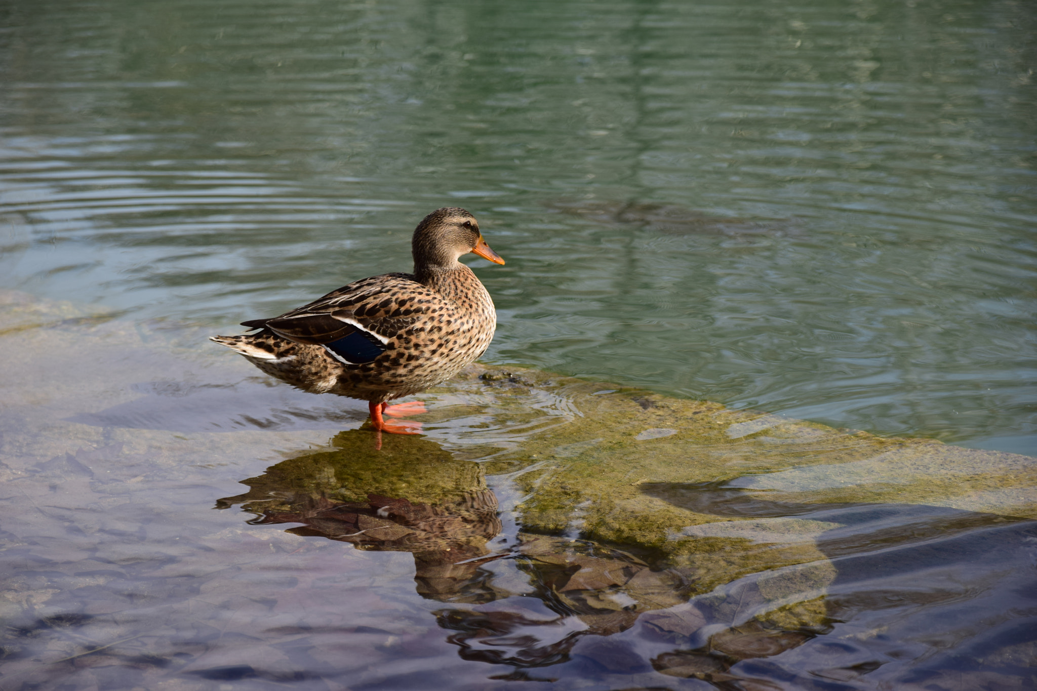 Sigma 17-70mm F2.8-4 DC Macro OS HSM | C sample photo. Pato en el lago photography