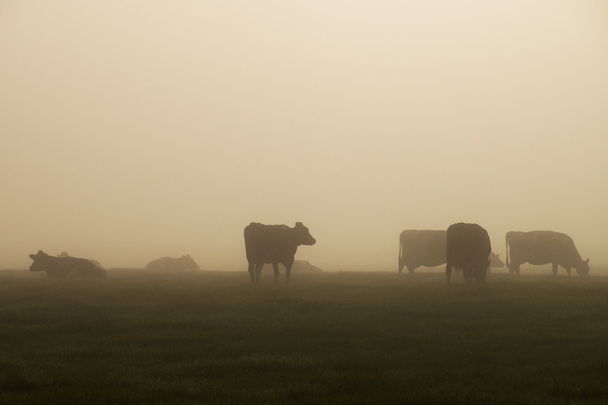 Tamron 16-300mm F3.5-6.3 Di II VC PZD Macro sample photo. Foggy cows photography
