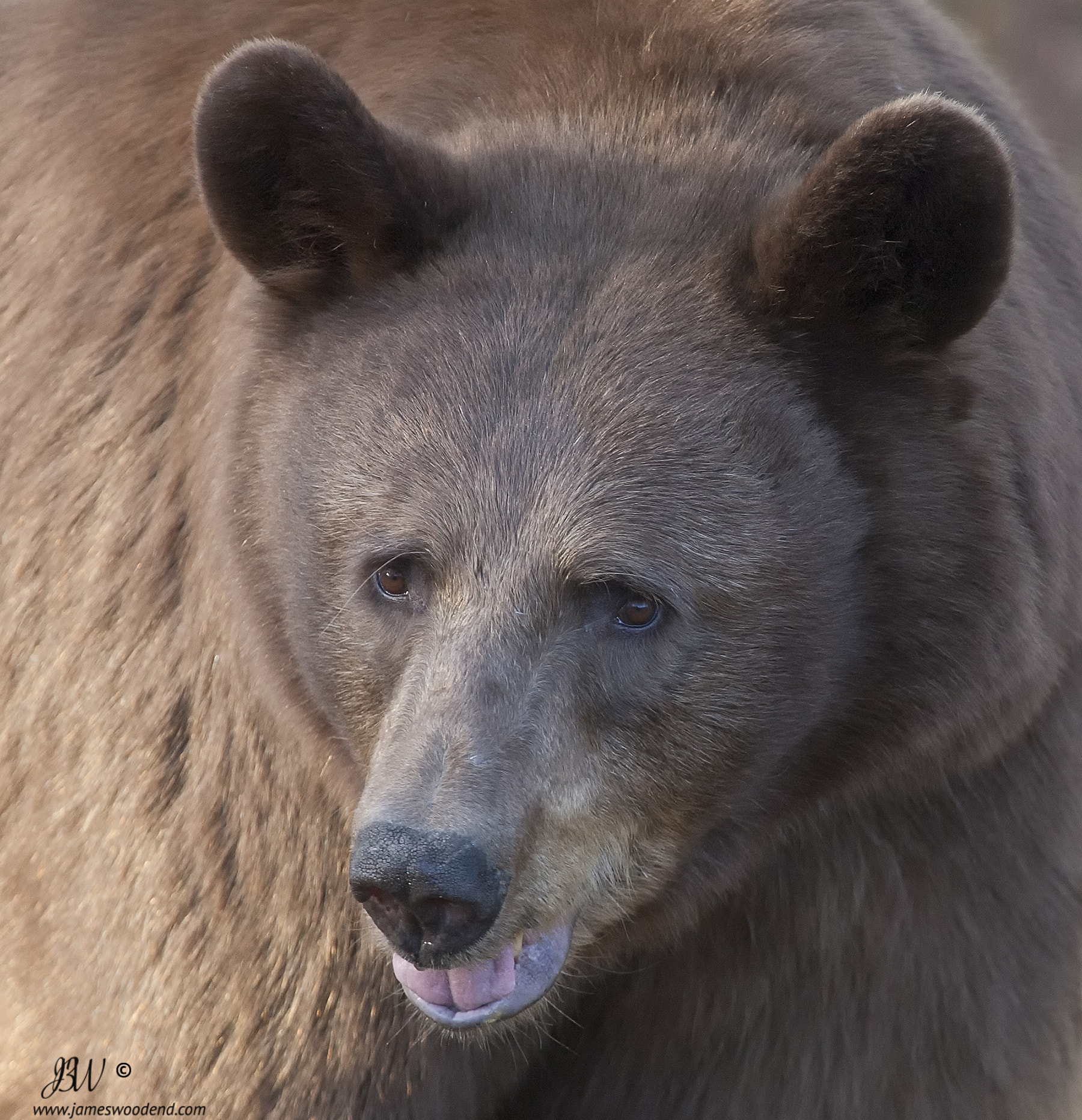 Canon EOS-1D Mark III sample photo. Wild bear  (black bear-brown variation) photography