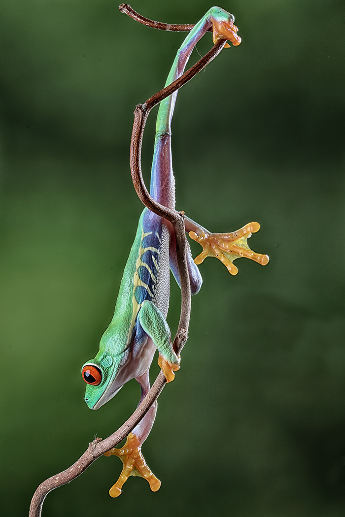 Canon EF 100mm F2.8 Macro USM sample photo. And stretch..... photography