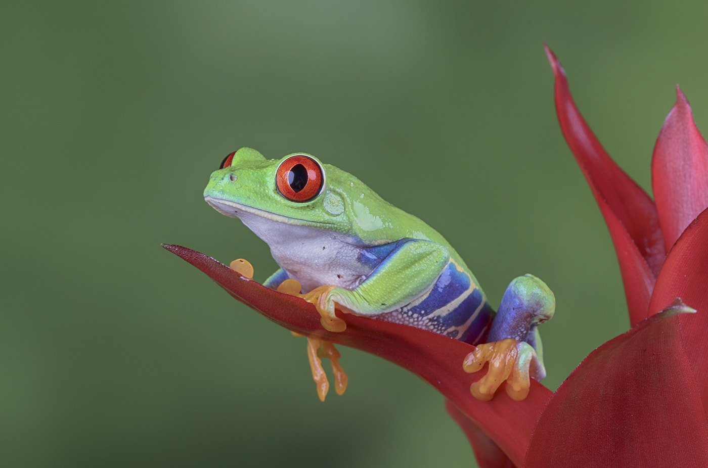 Canon EF 100mm F2.8 Macro USM sample photo. Red eye tree frog photography