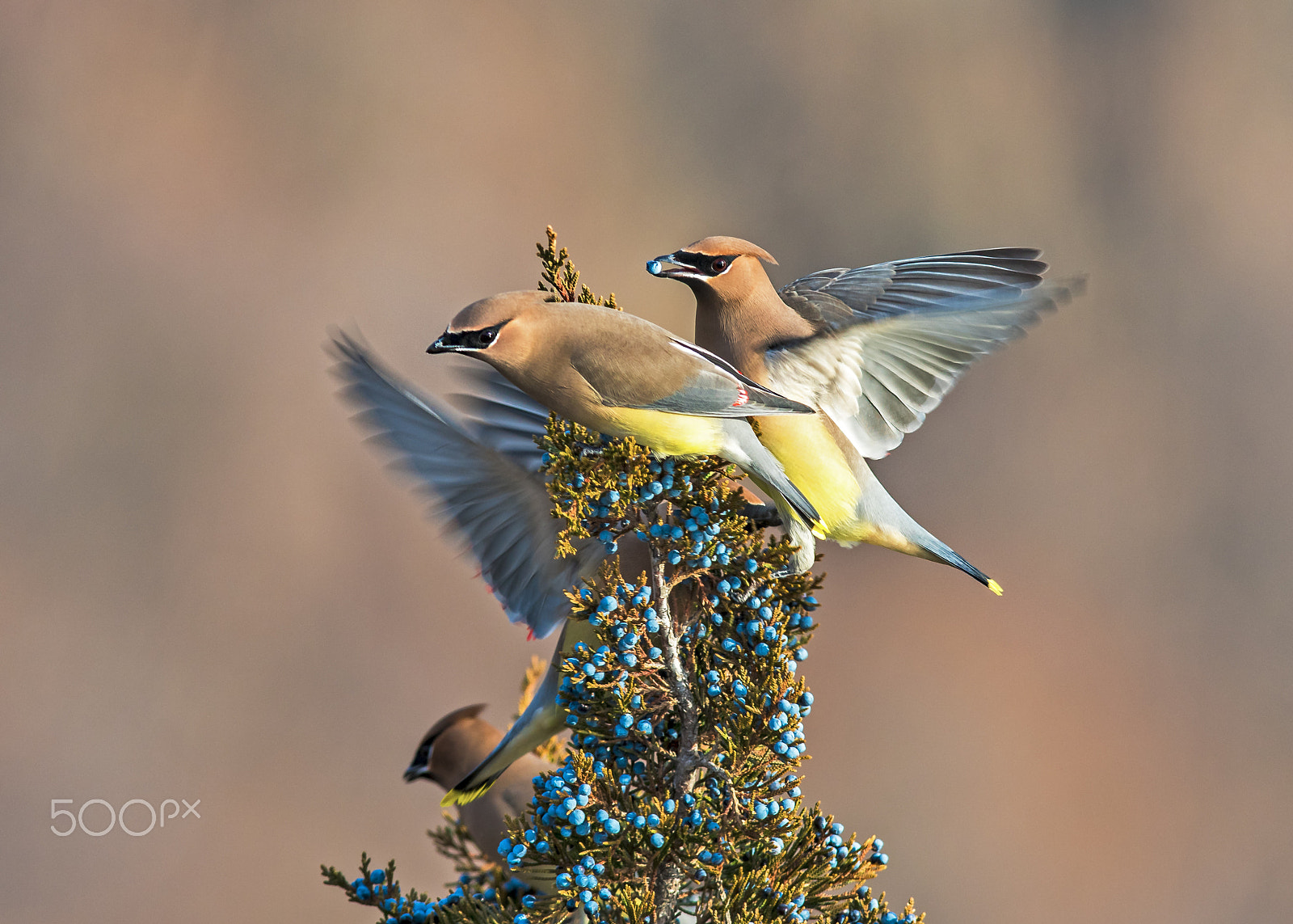 Nikon AF-S Nikkor 300mm F2.8G ED-IF VR sample photo. Cedar waxwing photography