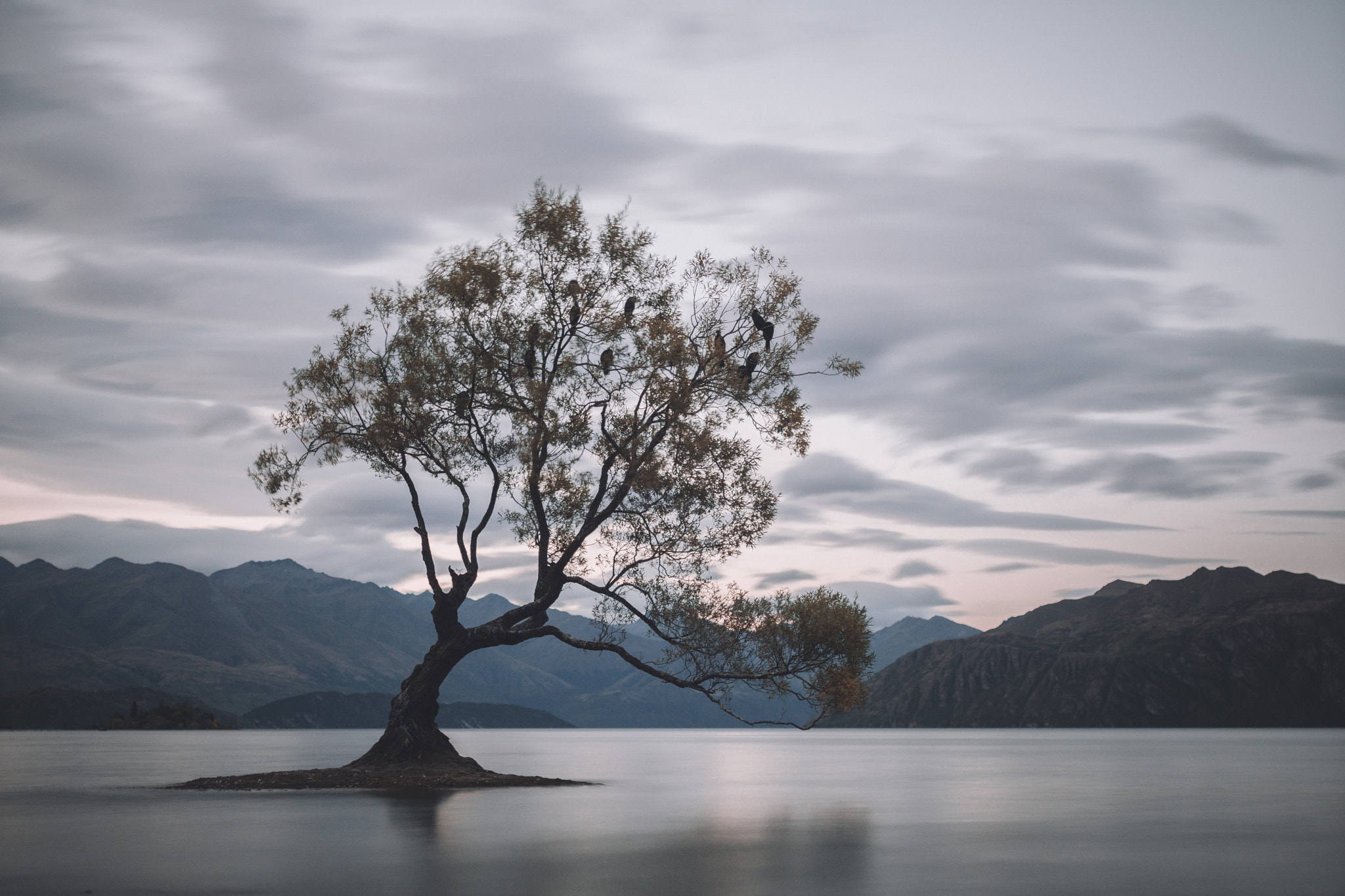 Sony a6000 + Sigma 35mm F1.4 DG HSM Art sample photo. That wanaka tree. photography